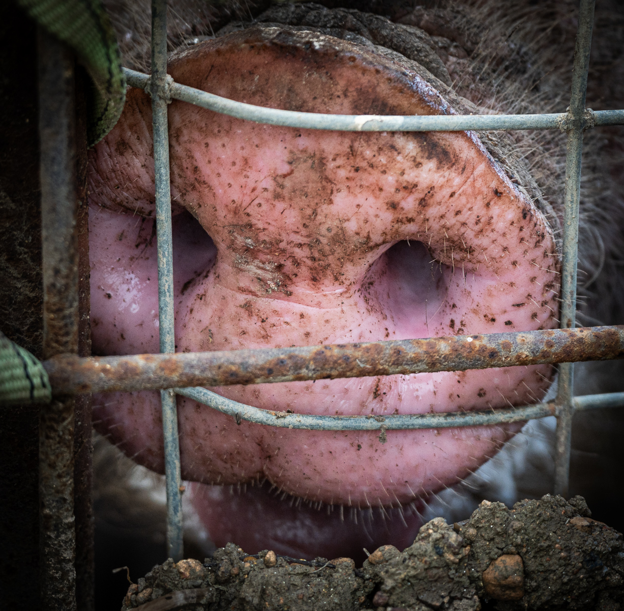 Snout