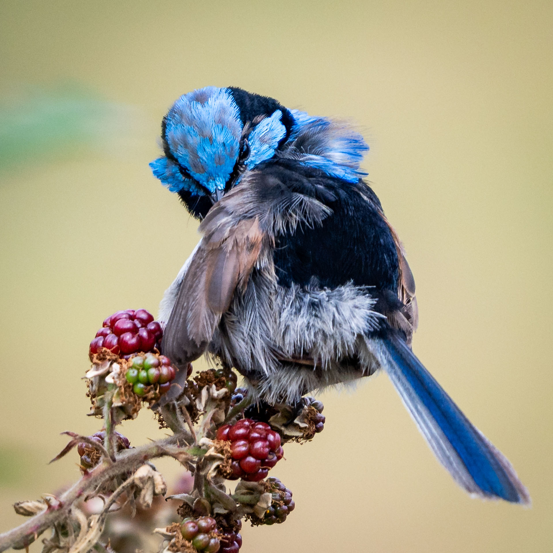 The Preening
