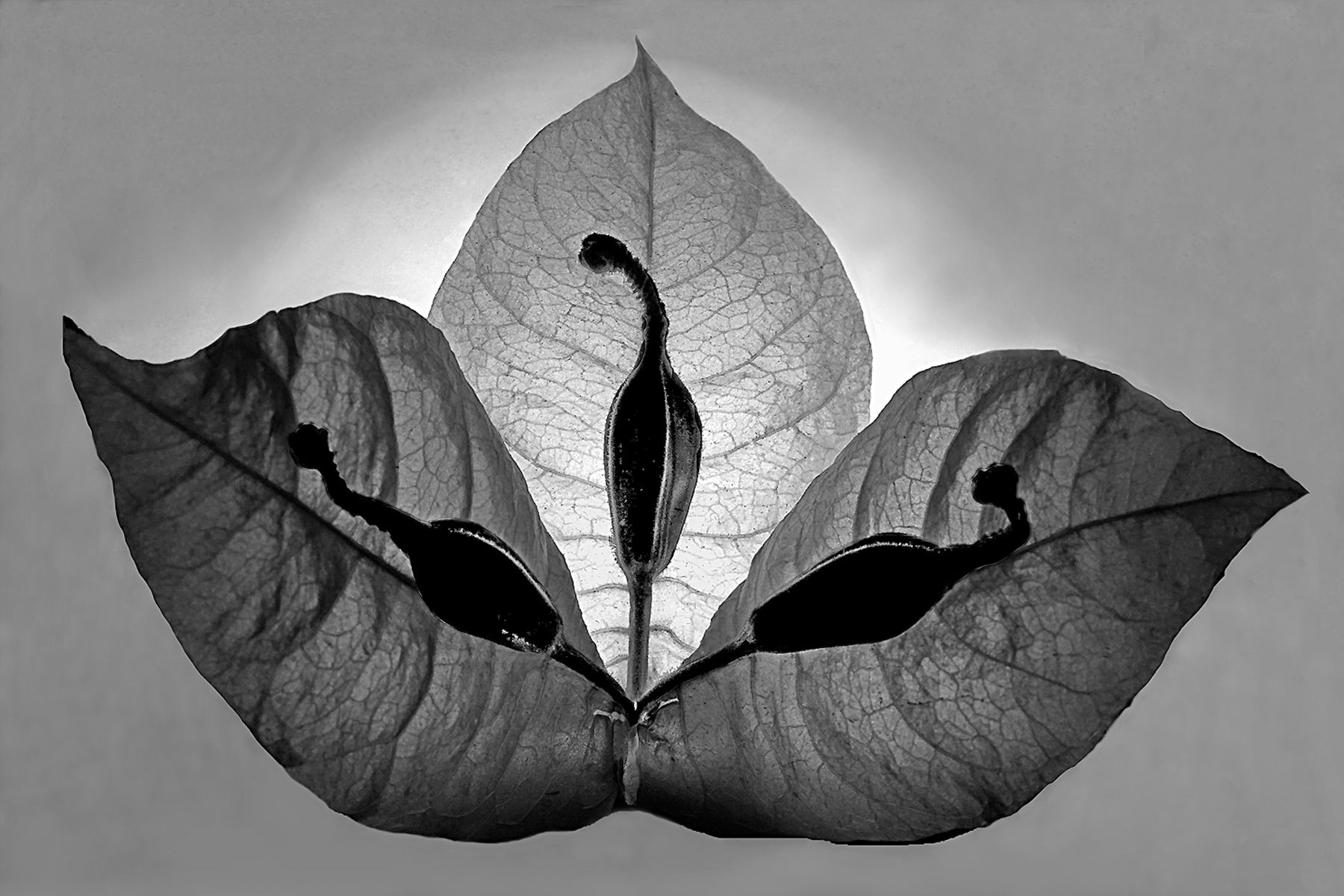 Three Leaves