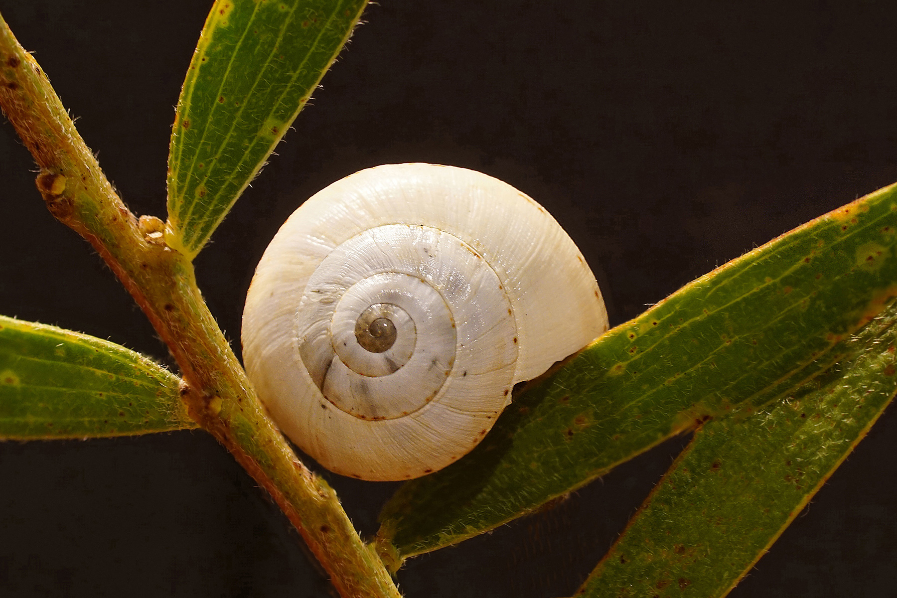 9mm Snail