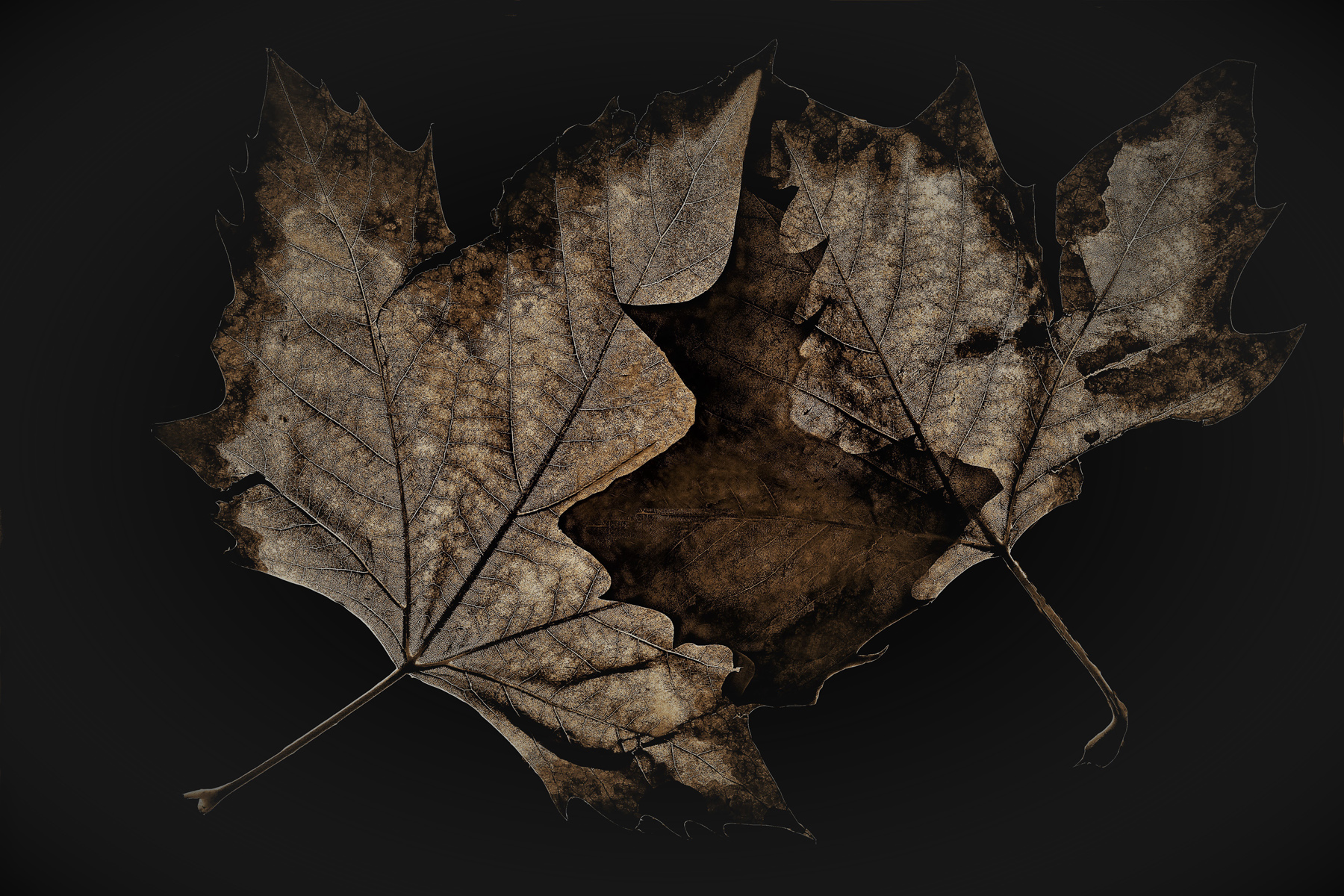 Autumn Leaves