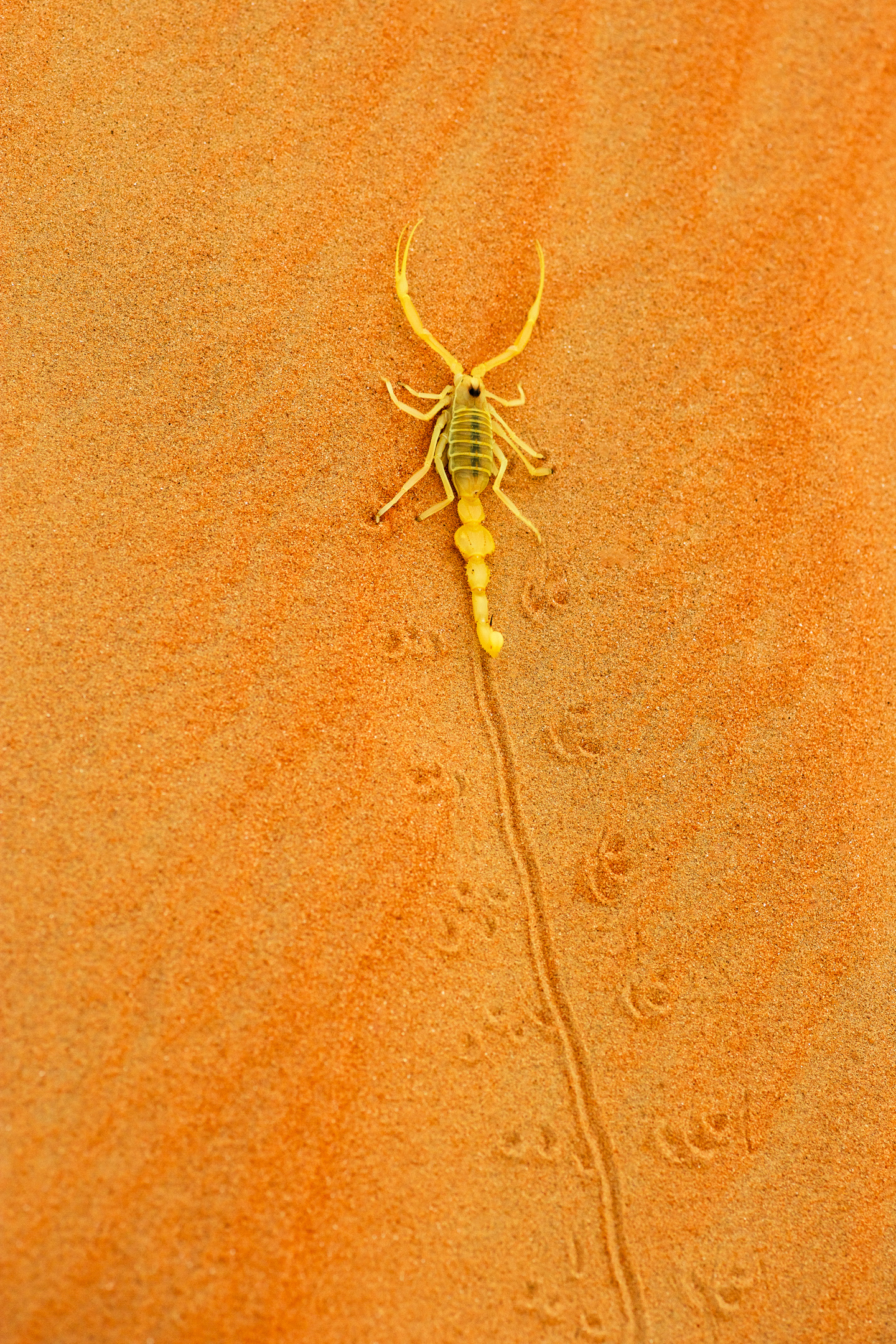 Arabian Scorpion