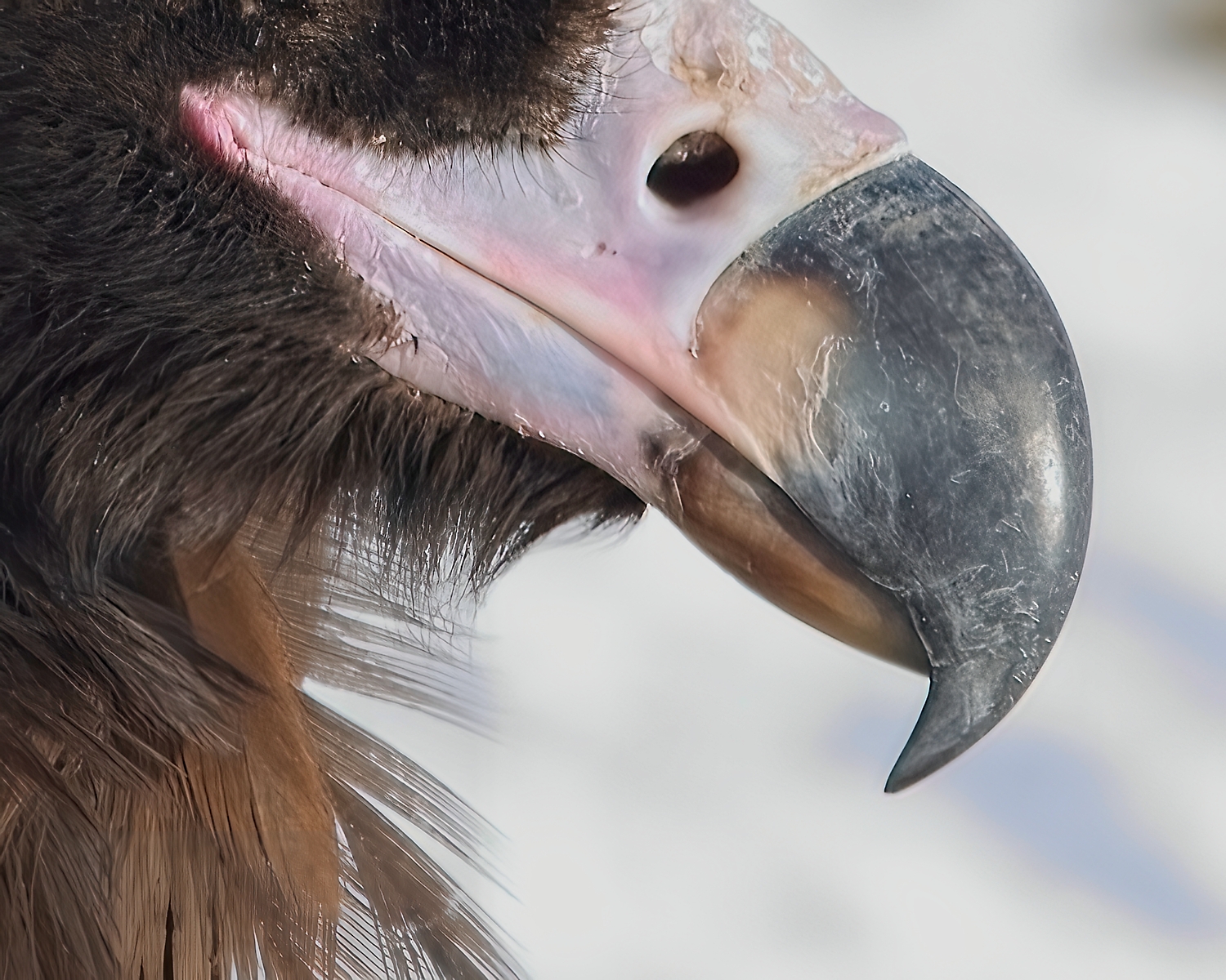 Beak