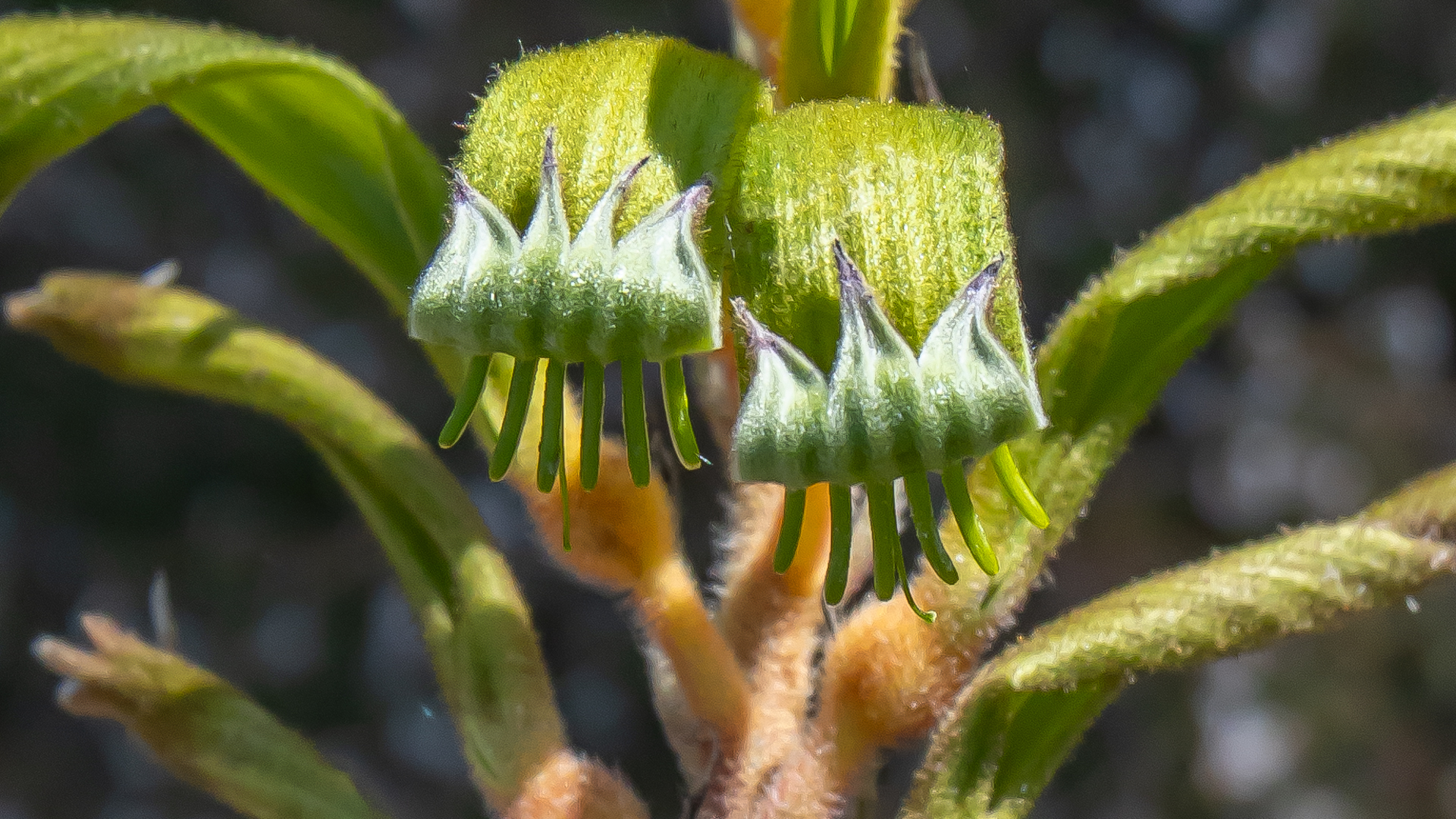 Kangaroo Paw