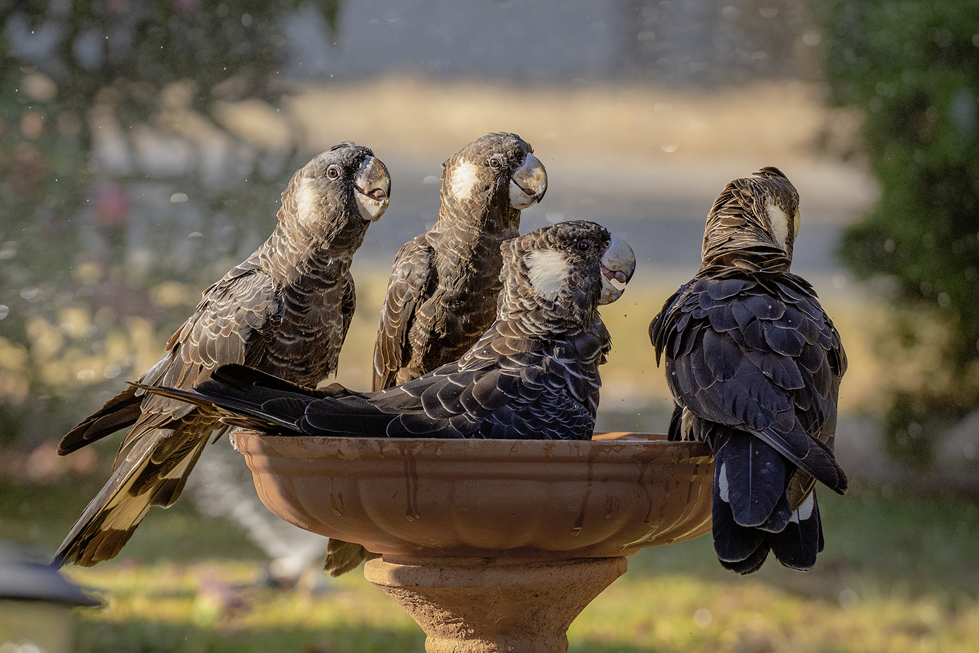 Carnaby Cockatoos by Sybille Bonow