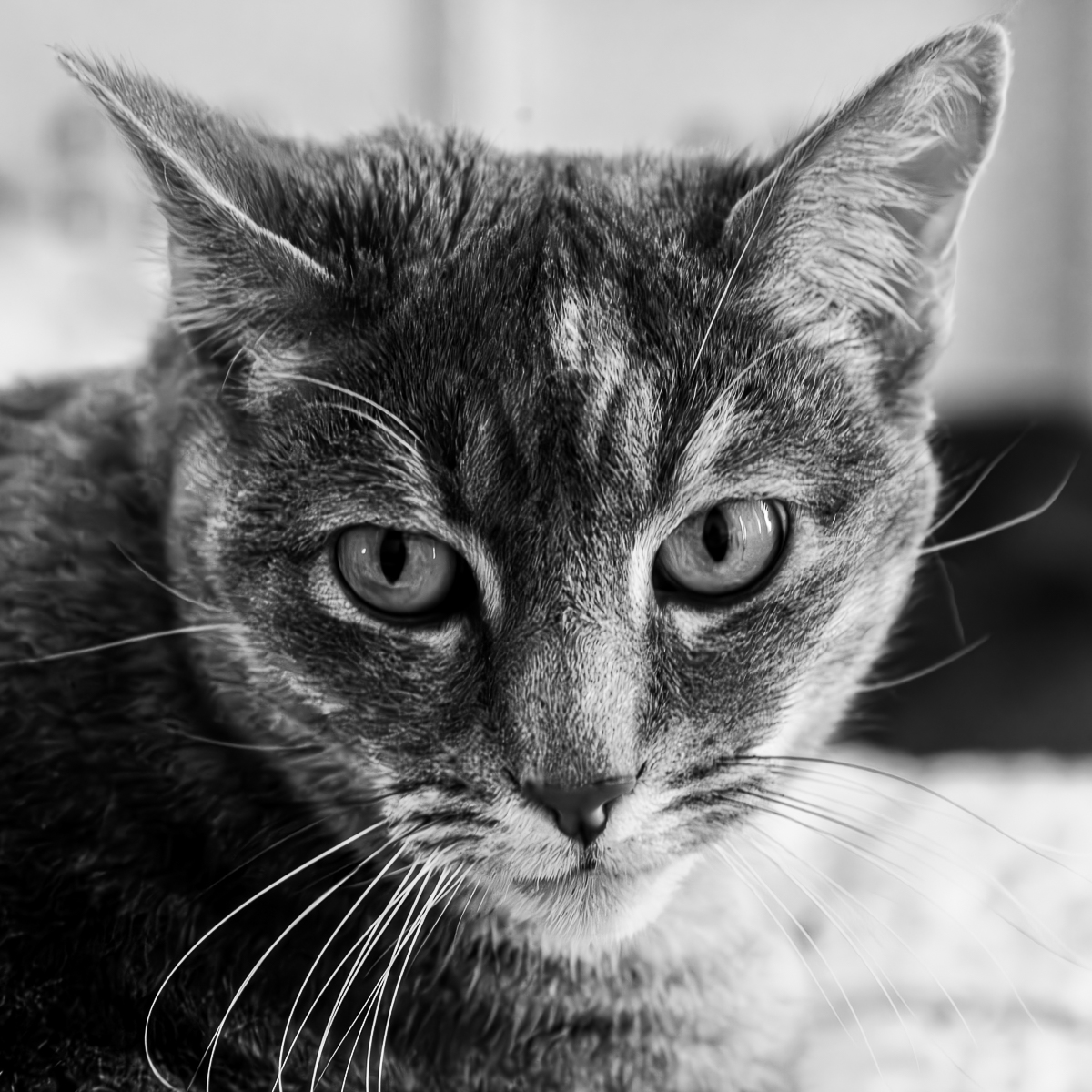 Cats Eyes