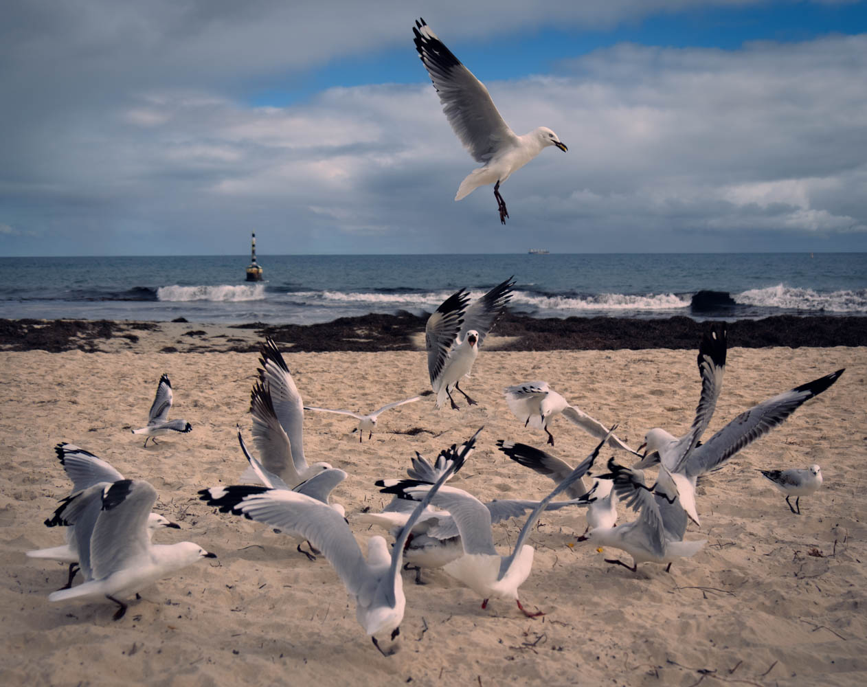 Chaos at Cottesloe Beach