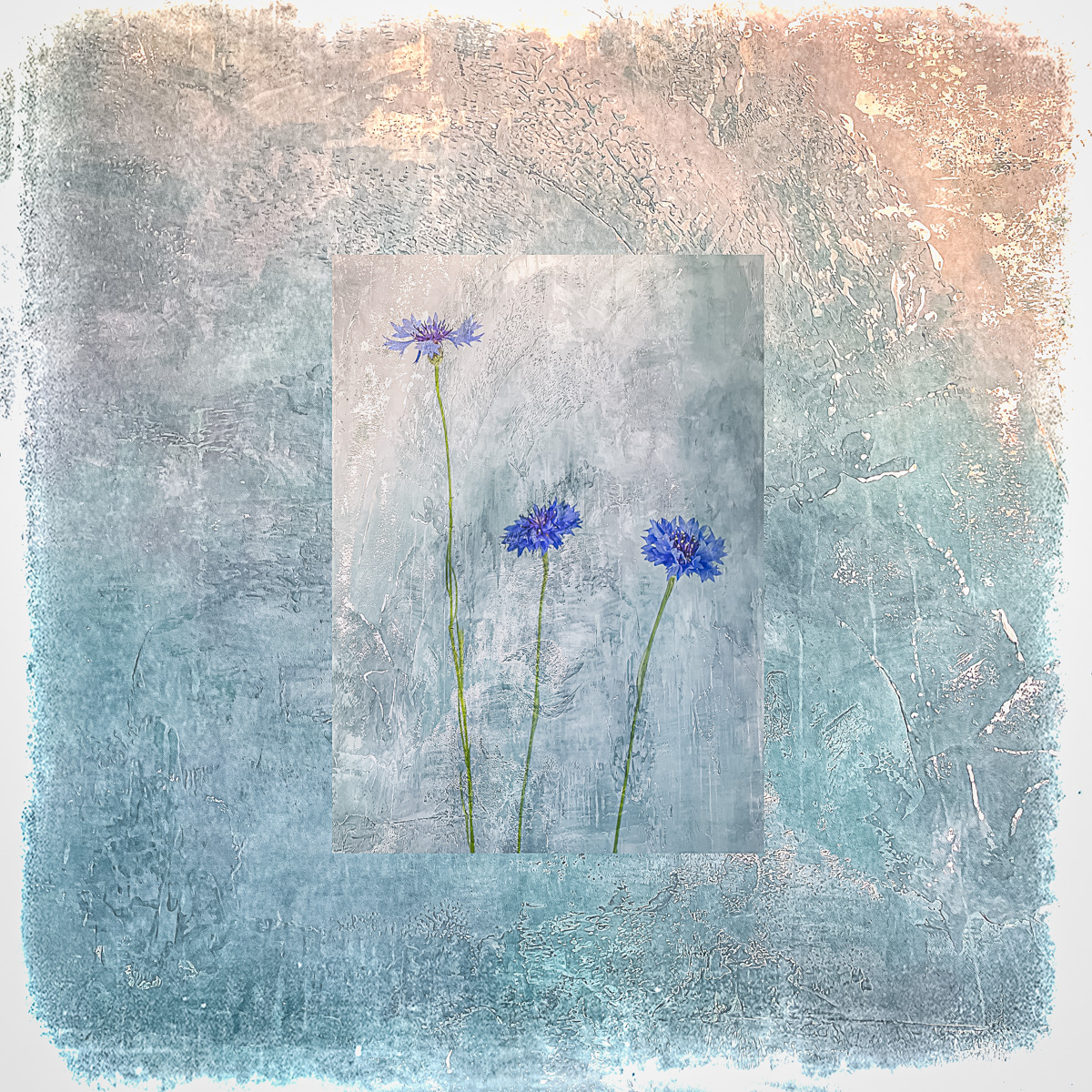 Cornflowers