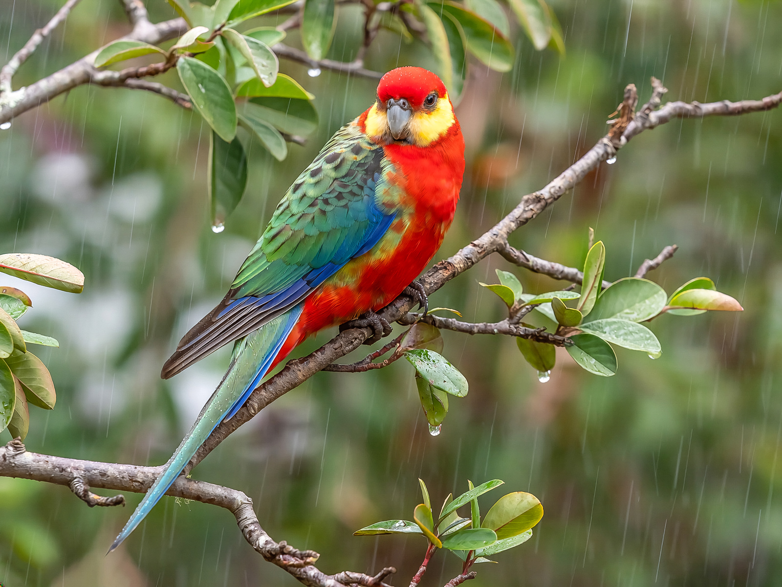 Western Rosella in the Rain