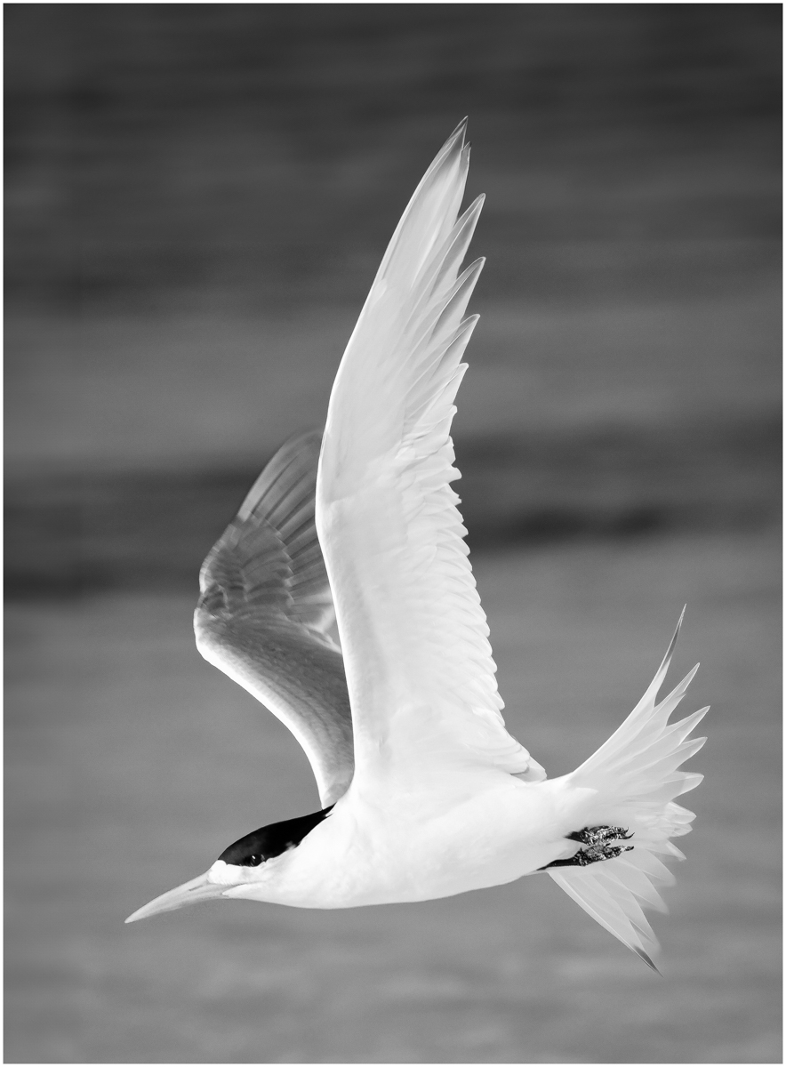 Crested Tern in Flight