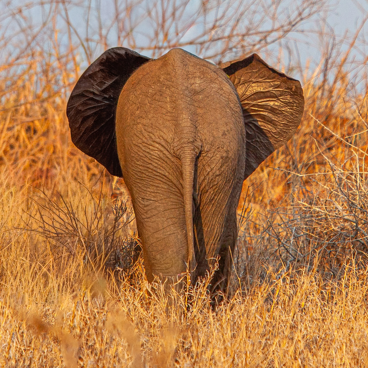 Baby Elephant Walk