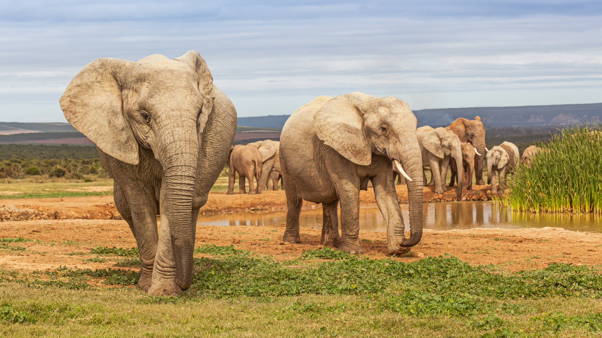 At the Waterhole
