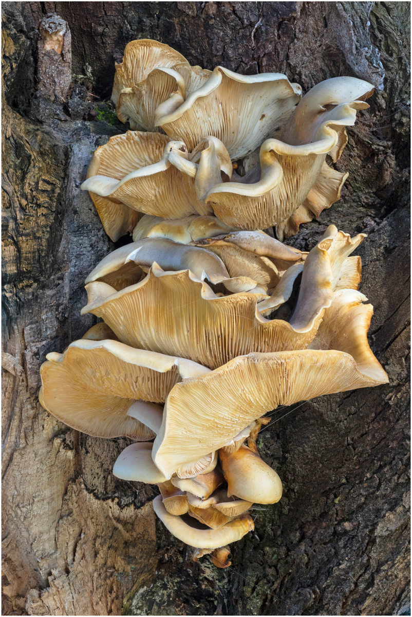 Bracket Fungus