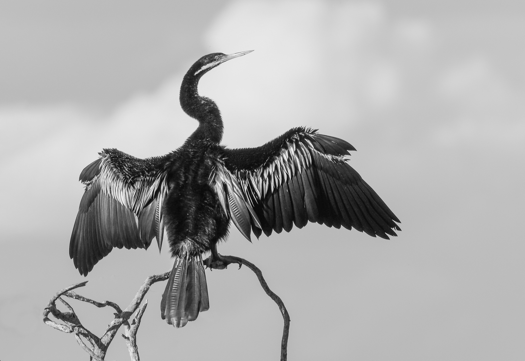 Darter Drying its Wings