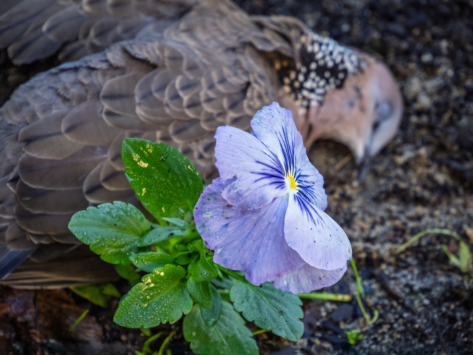The Violets Lament