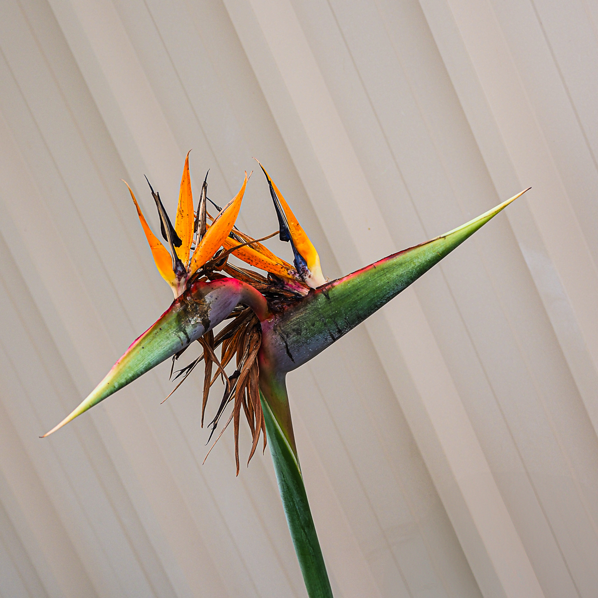 Dying Beauty