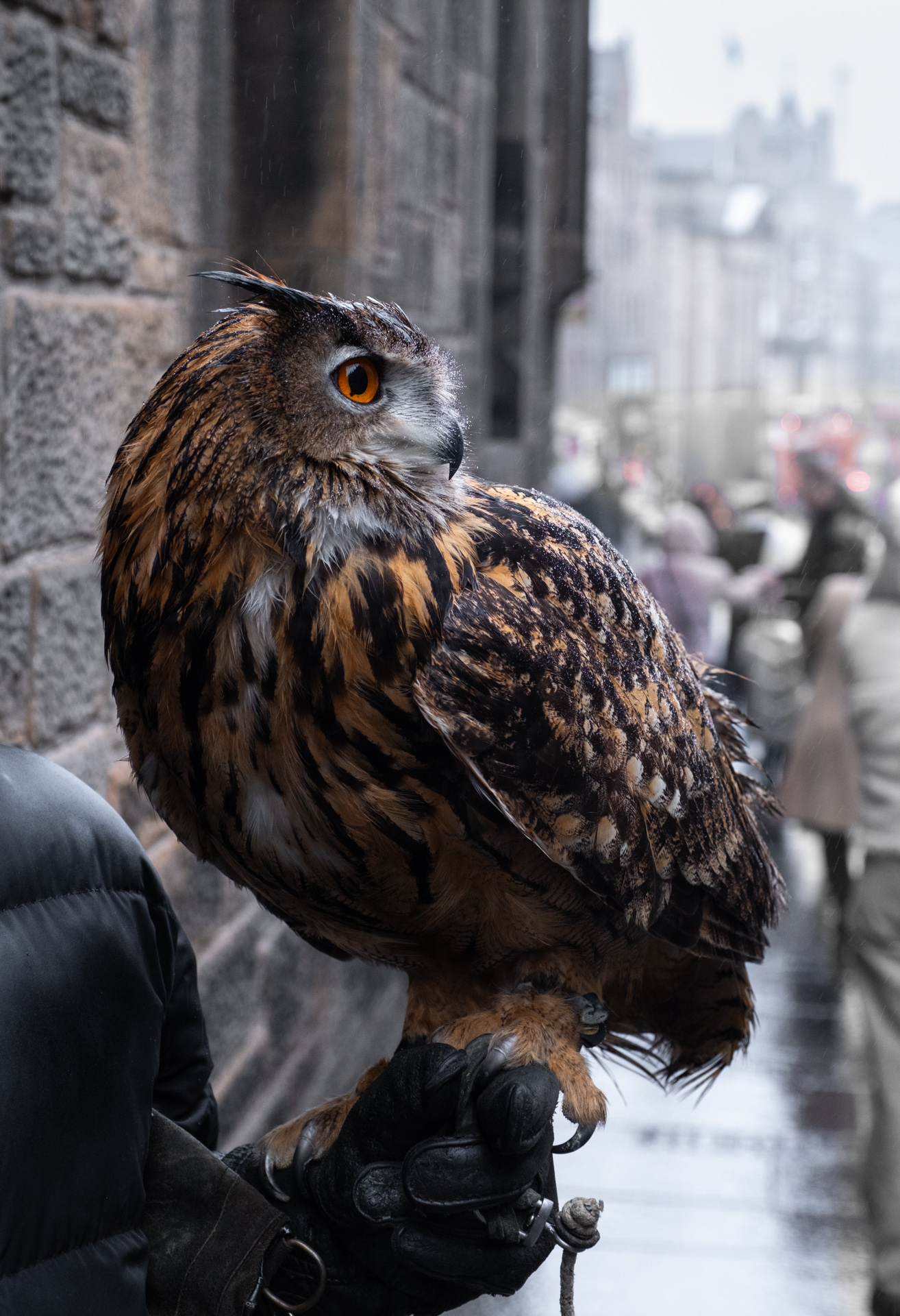 Edinburgh Owl Watching