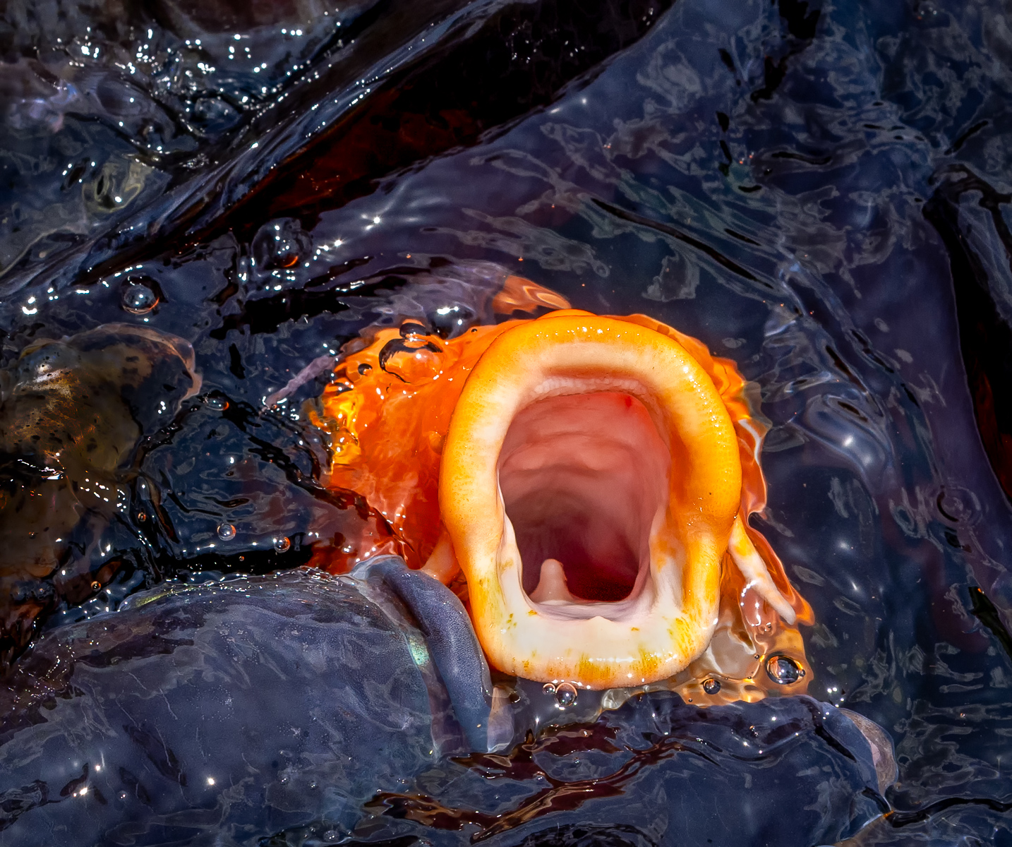 Feed me Seymour!