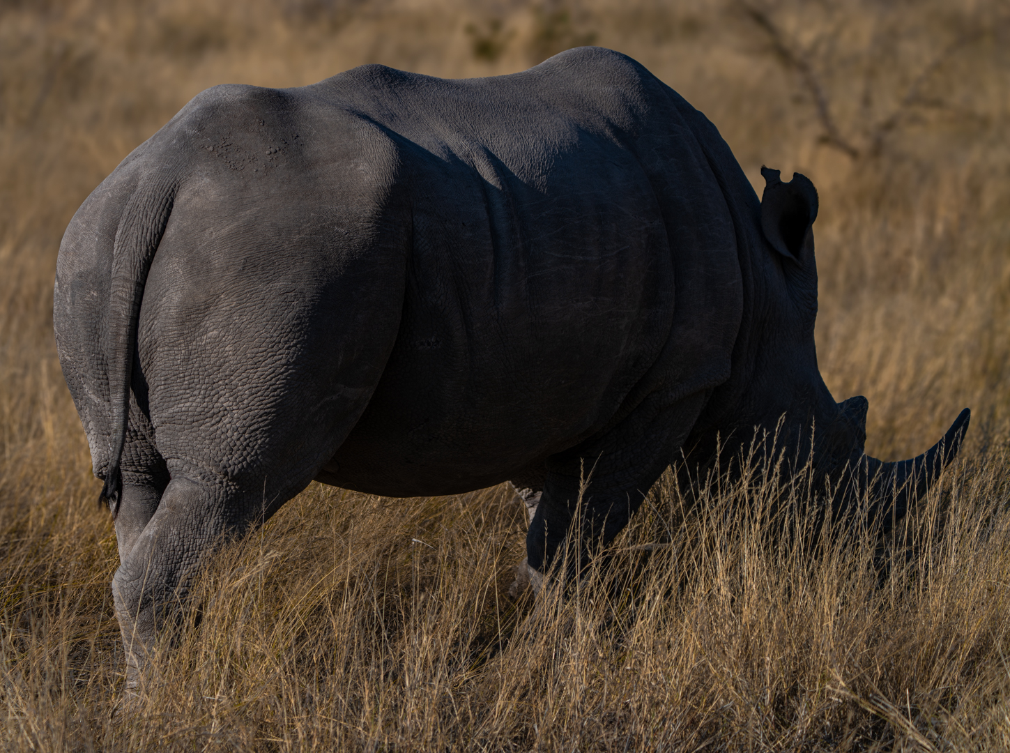 Golden Hour Grazer