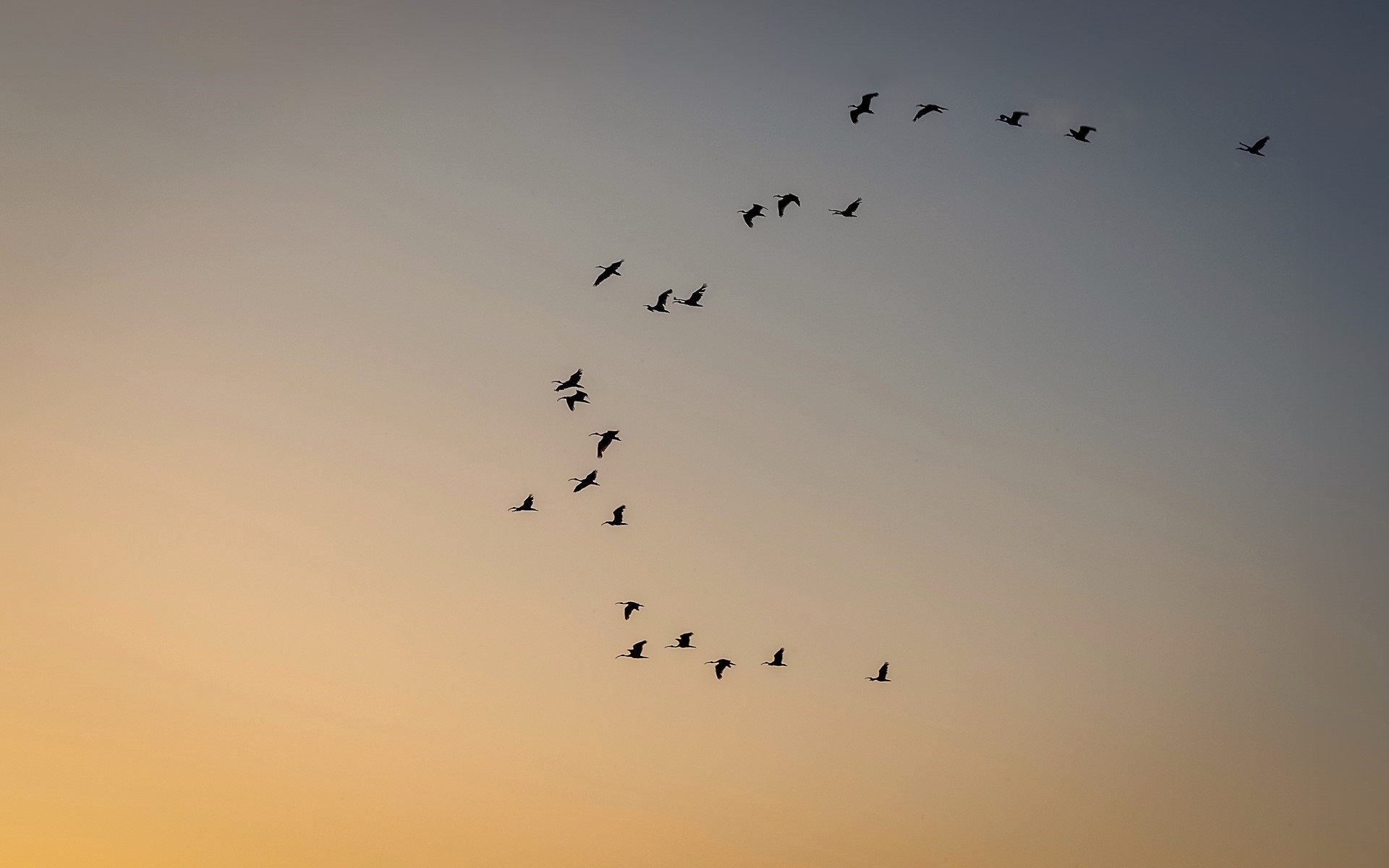Home to Roost
