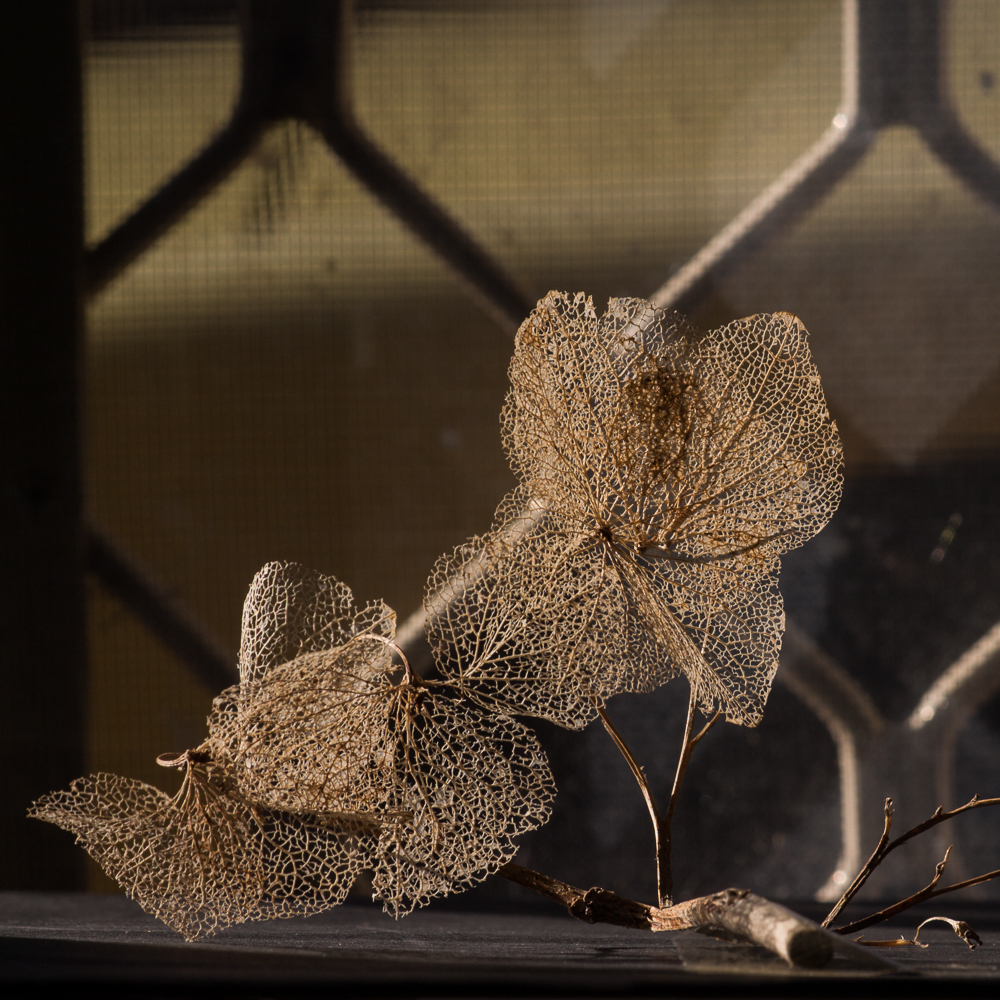 The Memory of Leaves