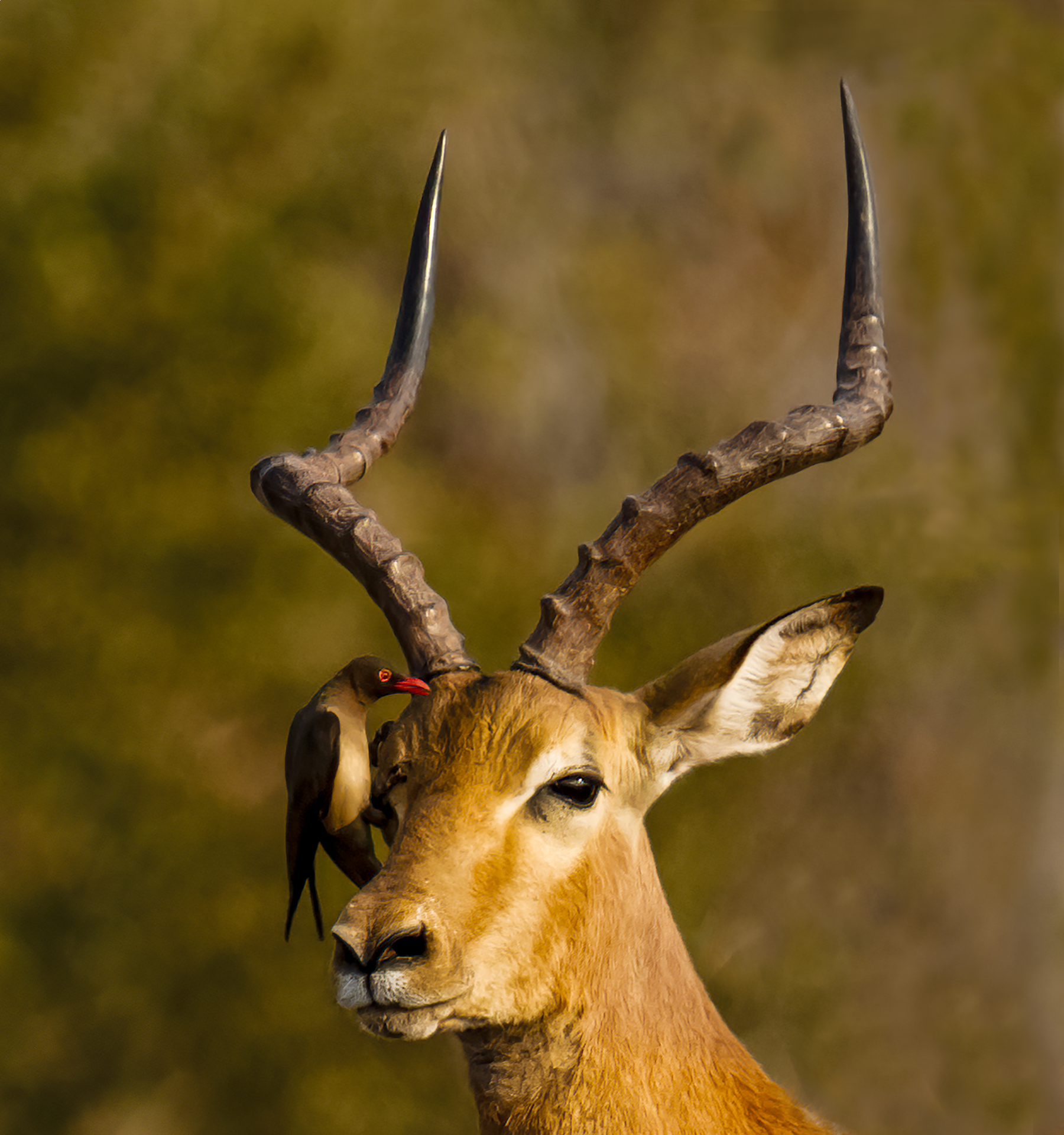 Impala