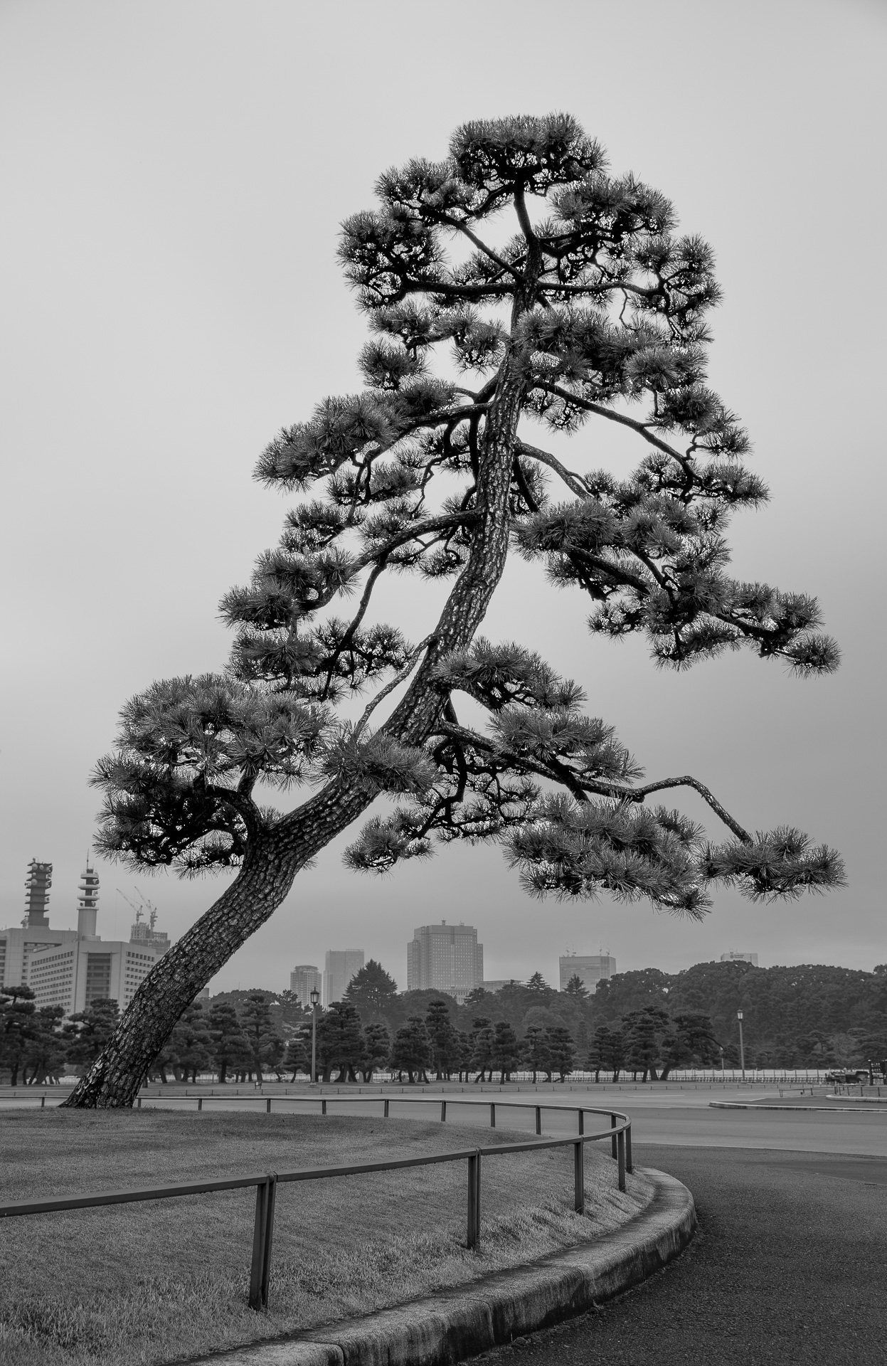 Japanese Black Pine