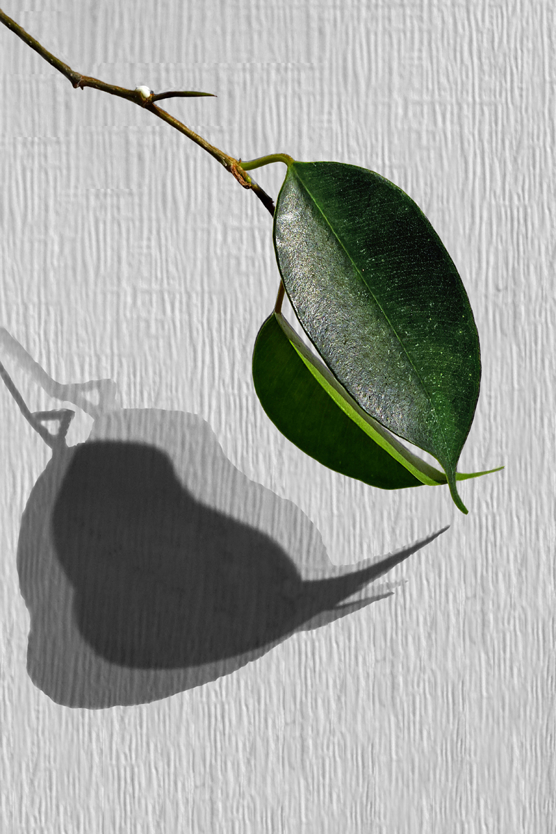 Leaves and Shadows