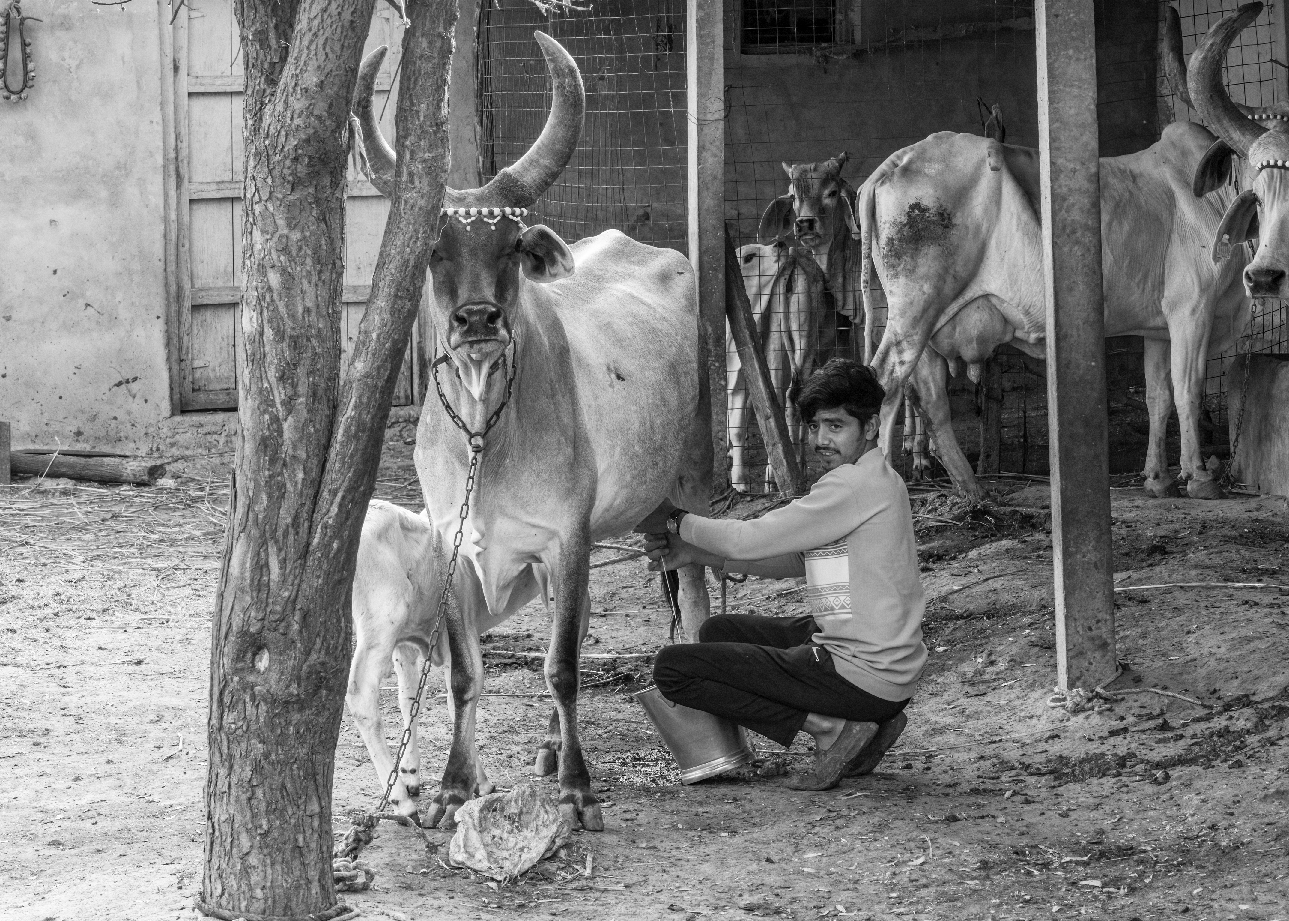 Milking Time