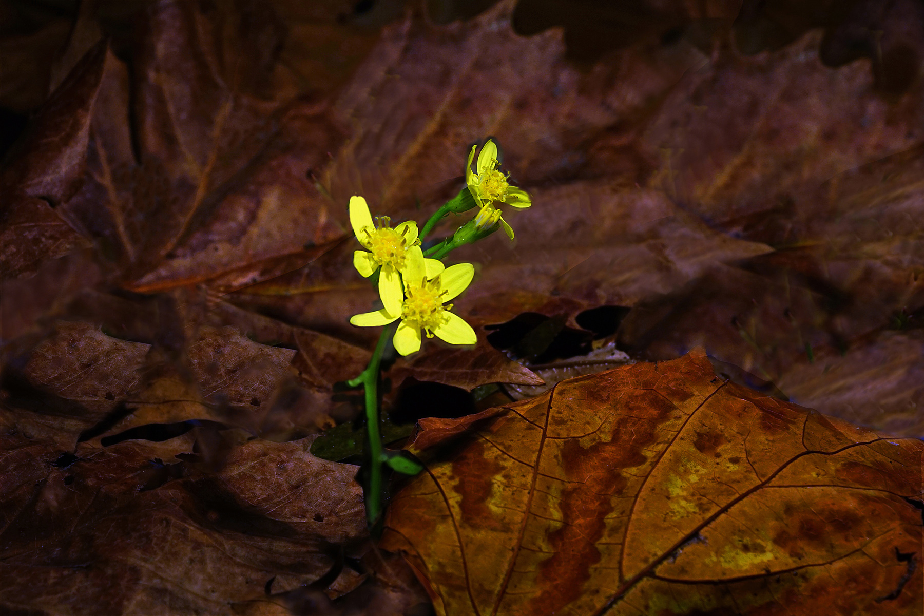 New Growth