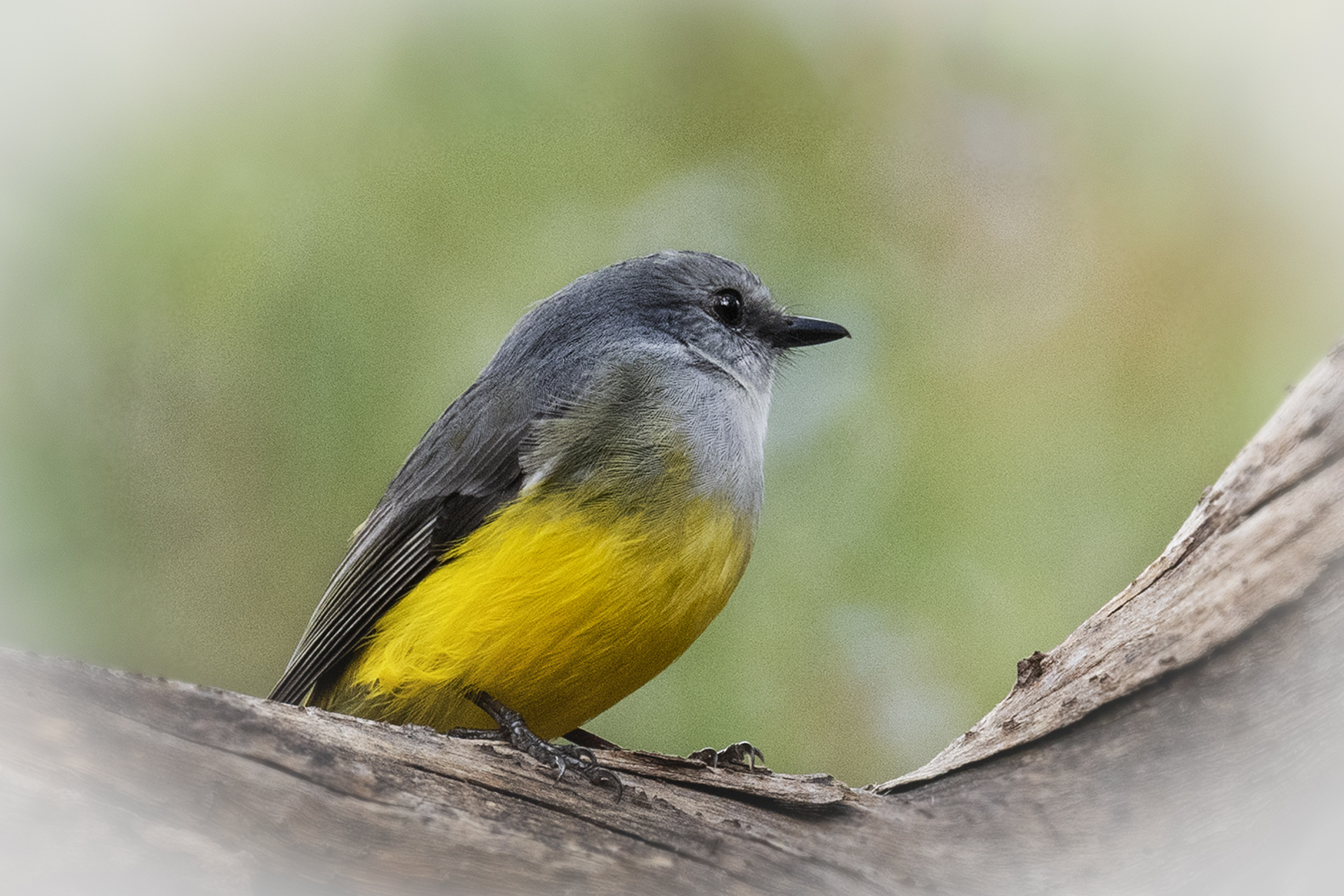 A Gorgeous Yellow Robin