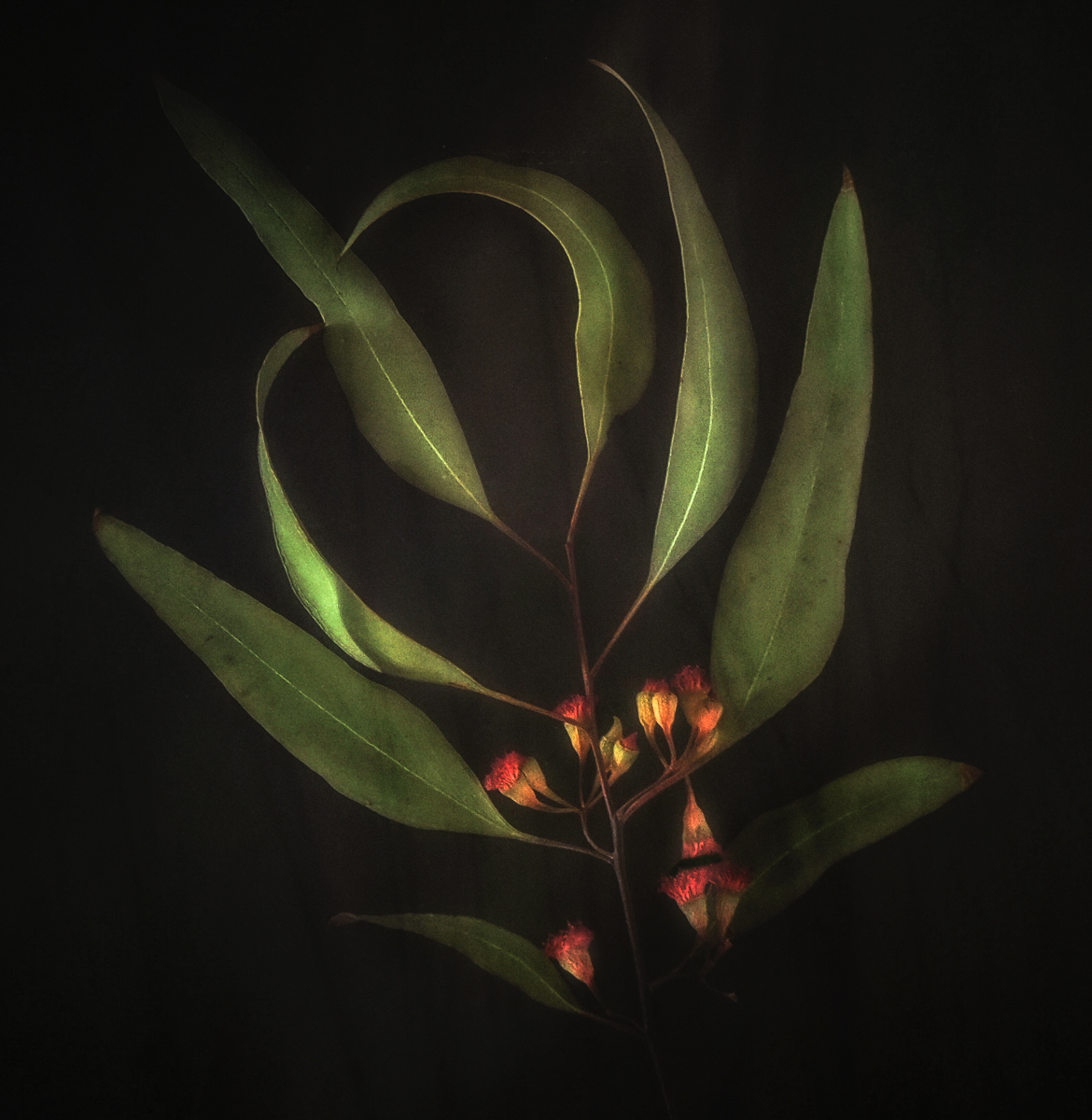 Budding Blooms