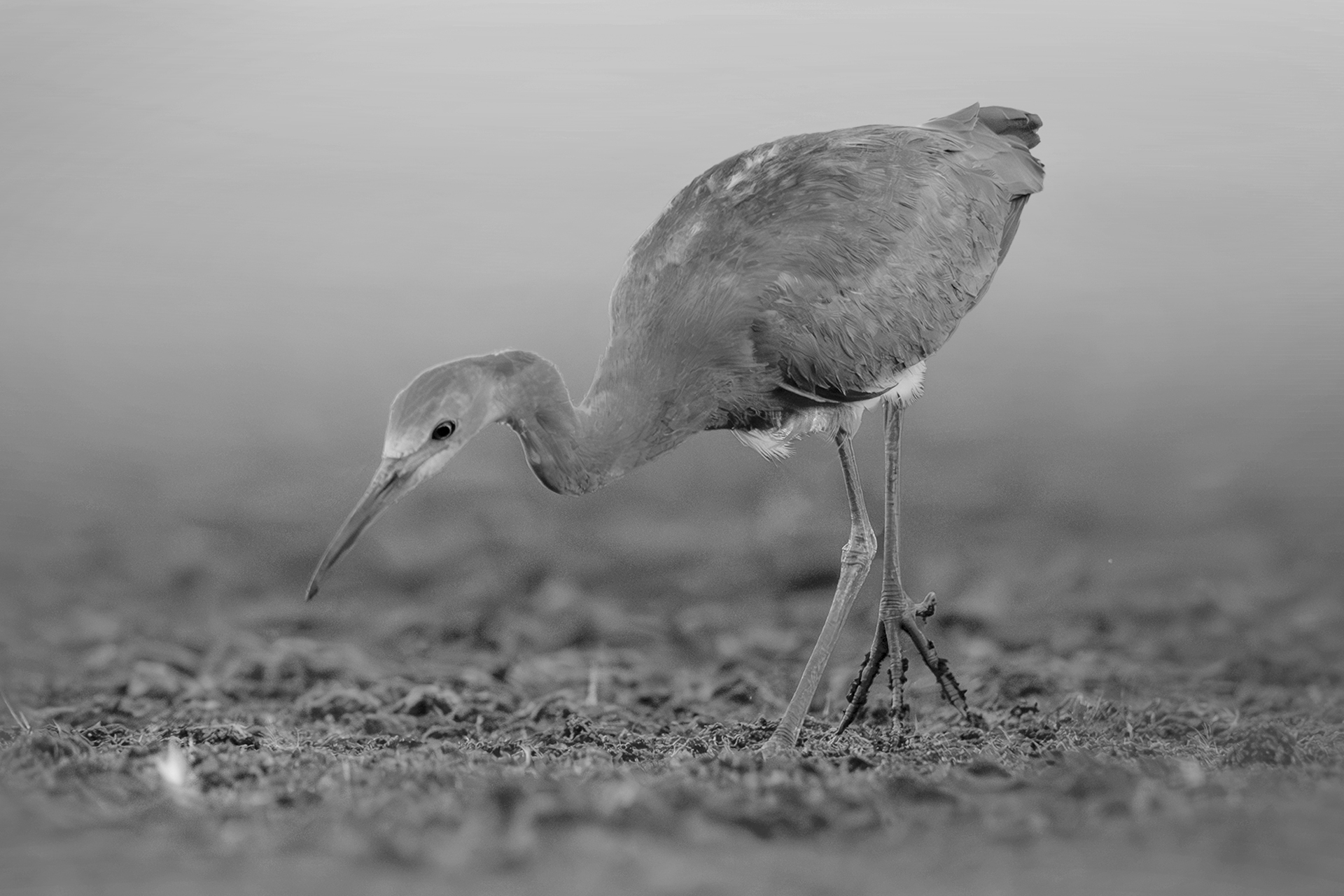 Is that my Feather
