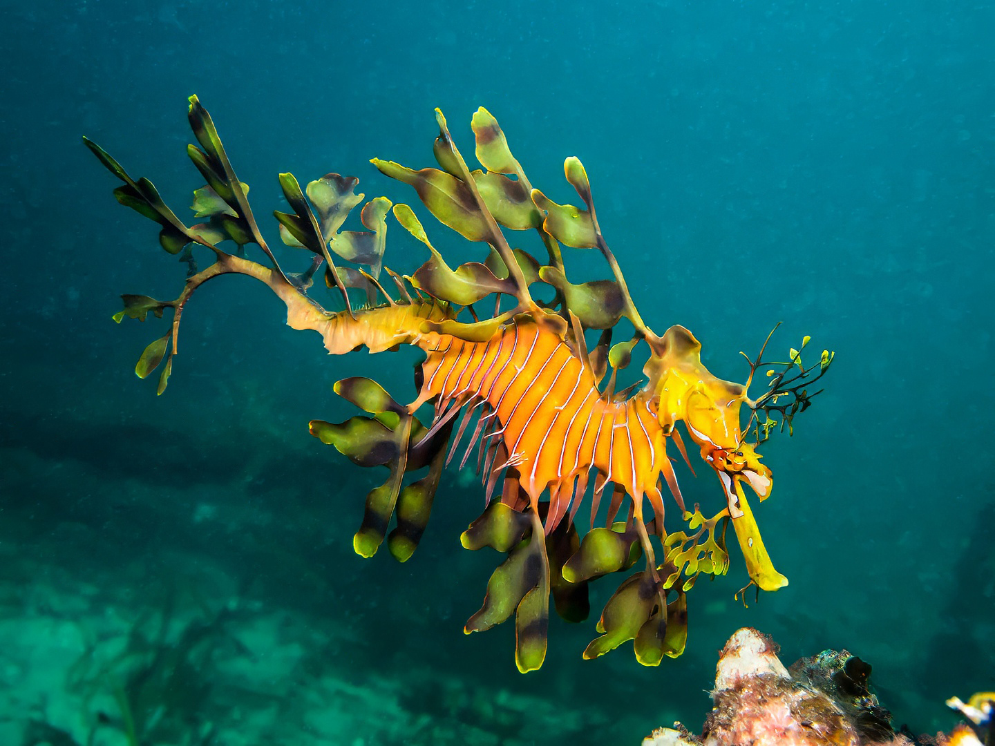 Leafy Seadragon