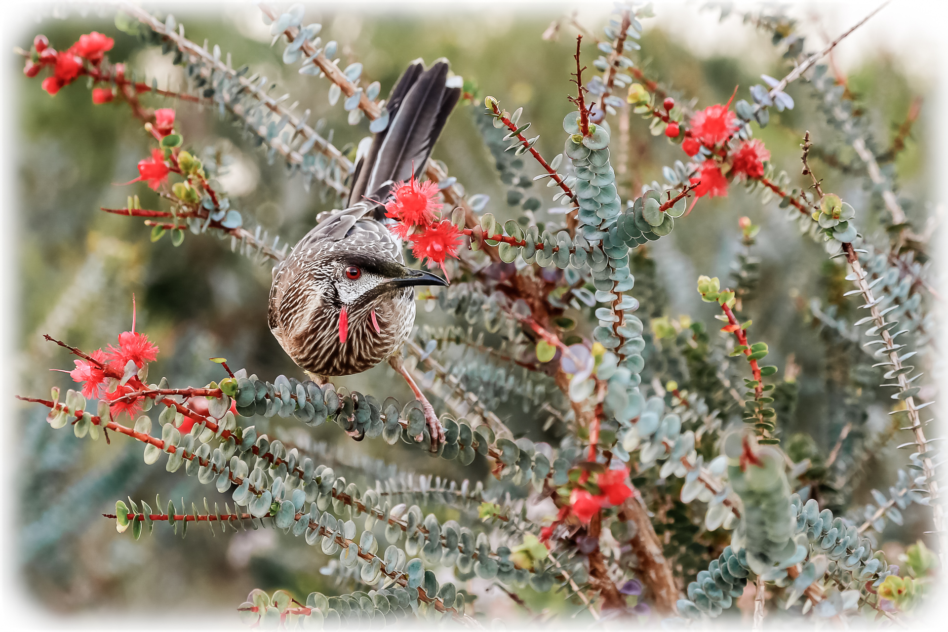 Red Wattlebird