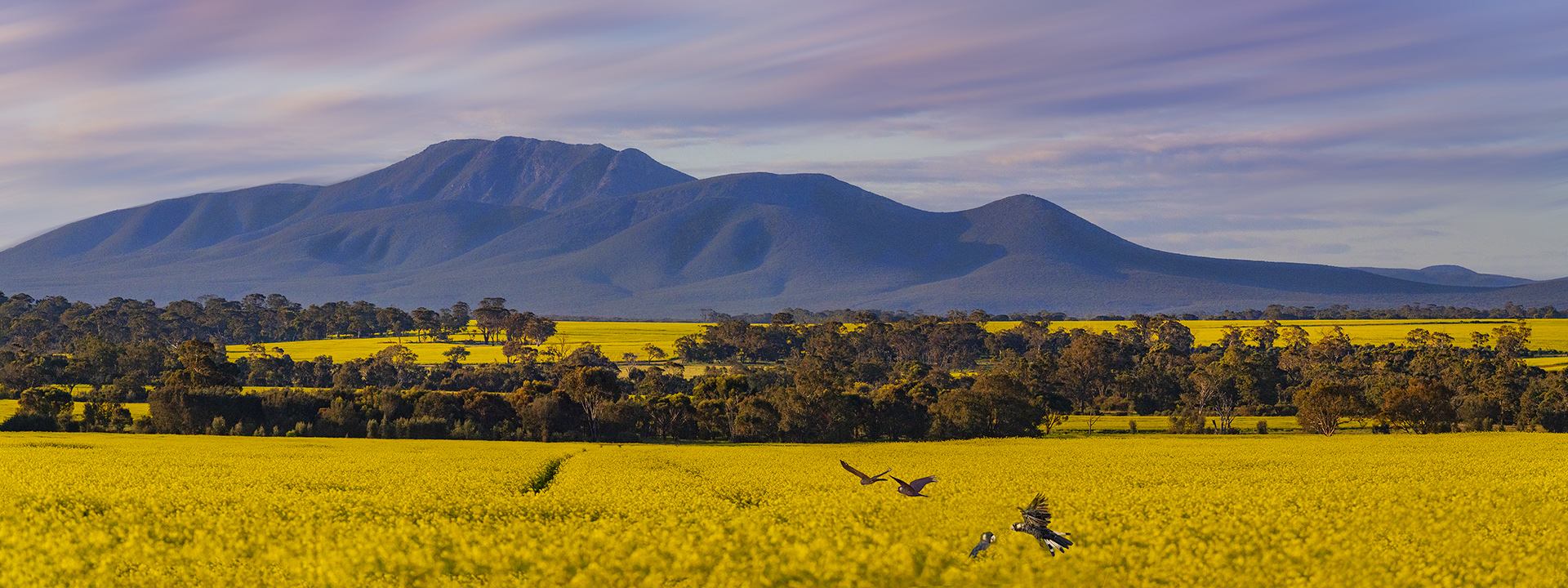 Those Golden Fields