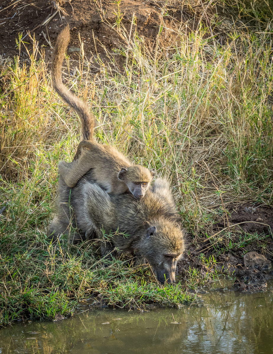 Drinking