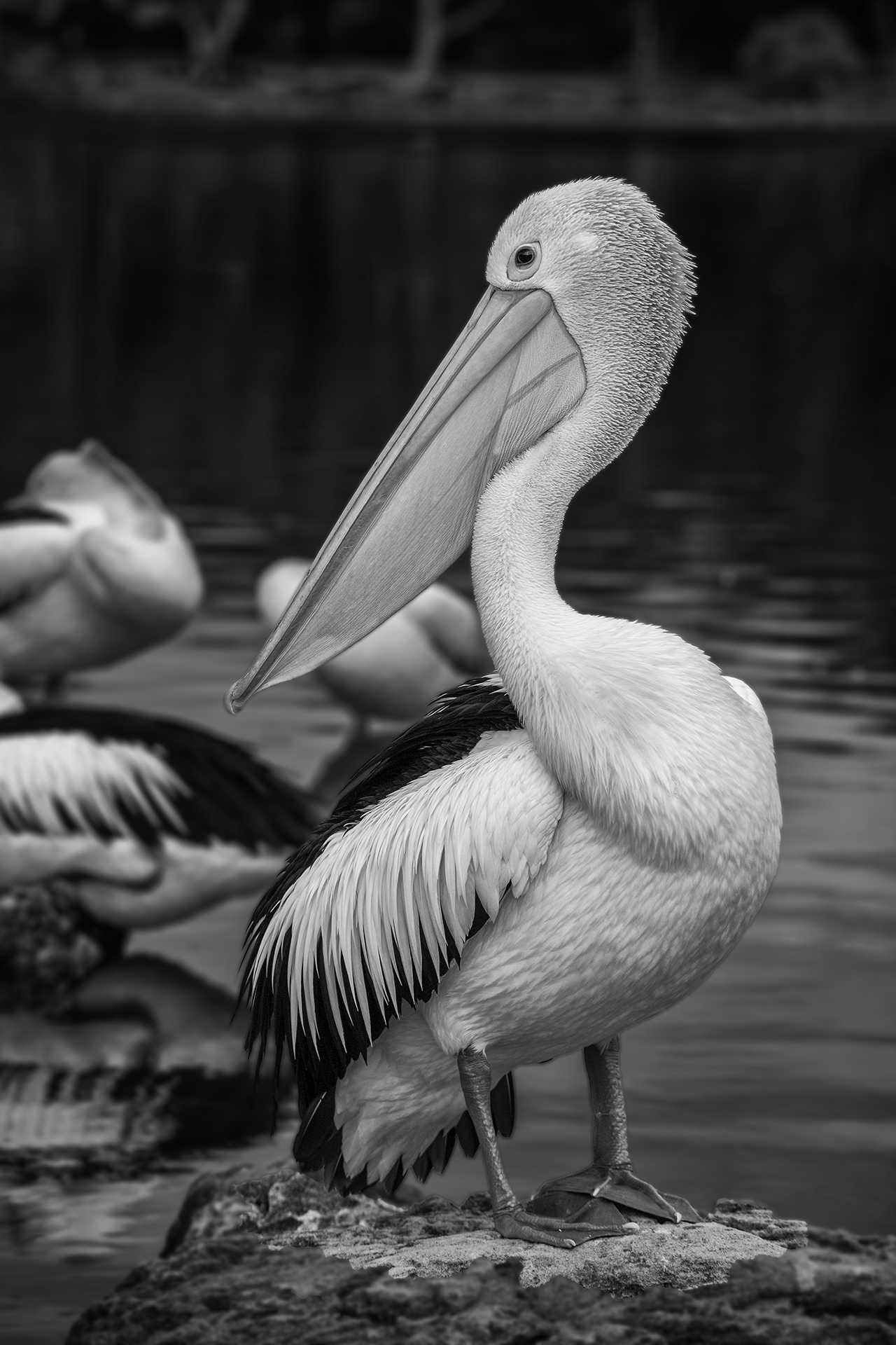 Pelican