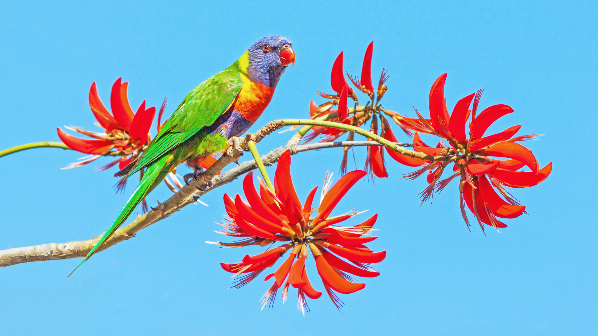 Rainbow Lorikeet on Coral Tree