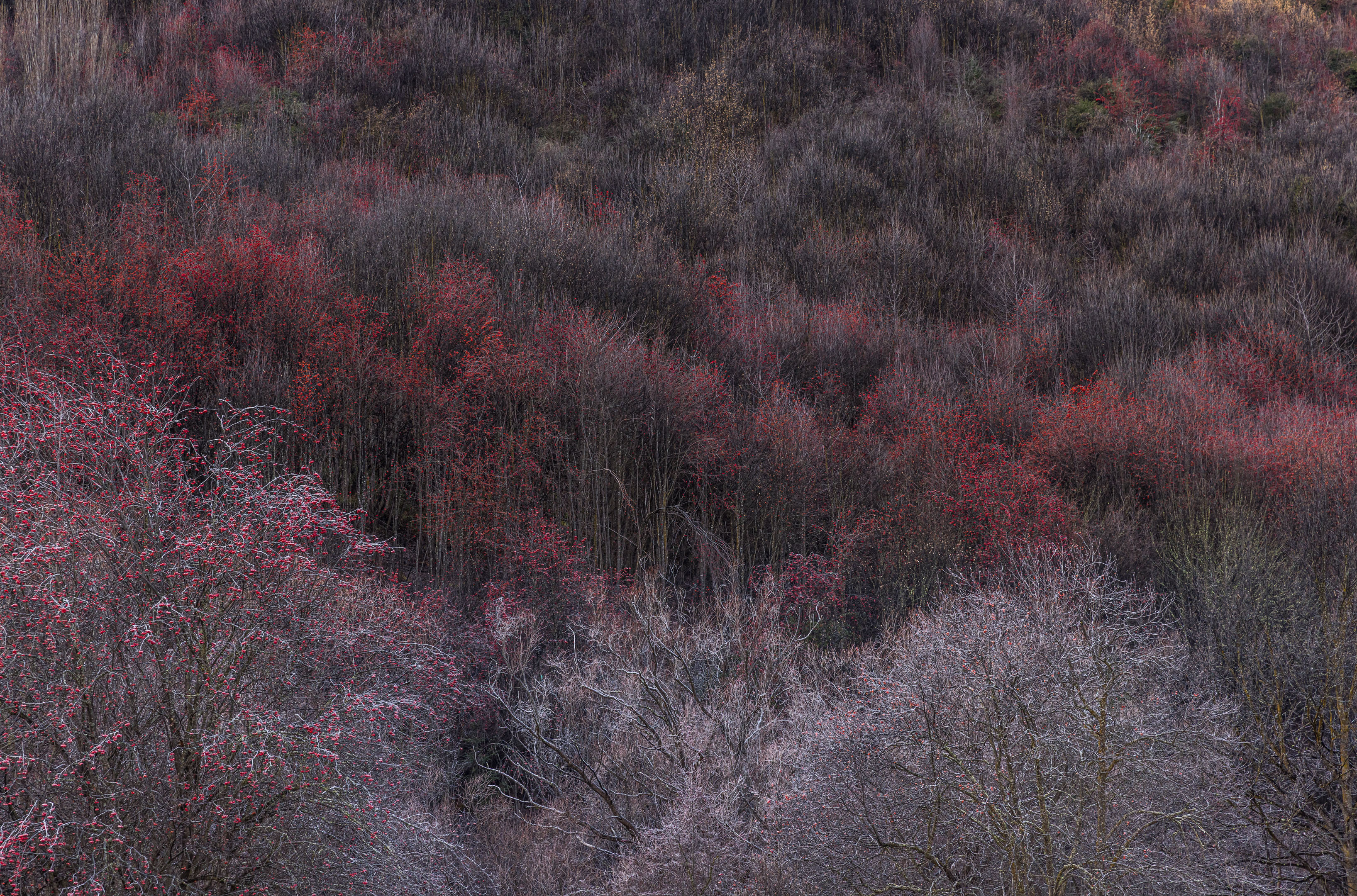 Red Forest