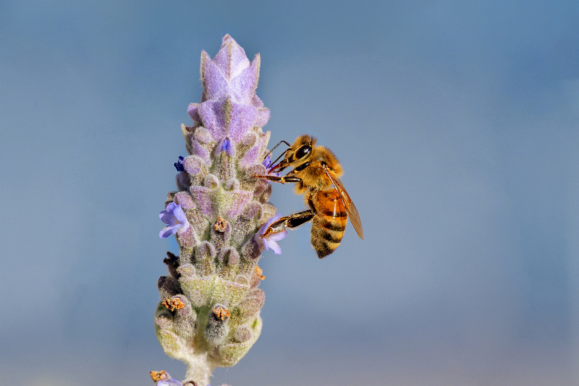 French Lavender Taken 25 June 25