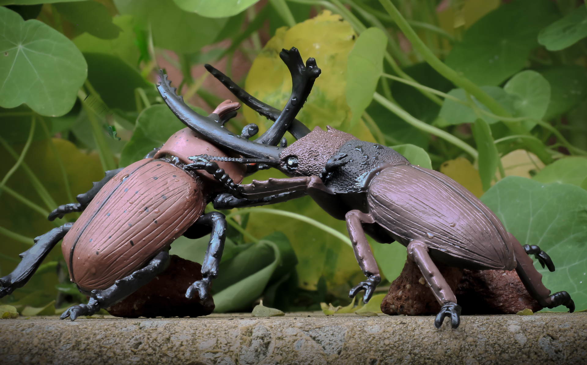 Garden Hostilities