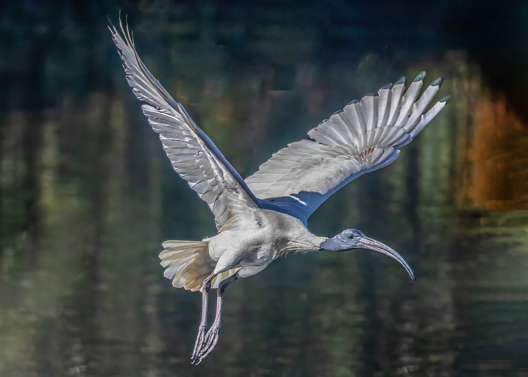 Ibis in Flight