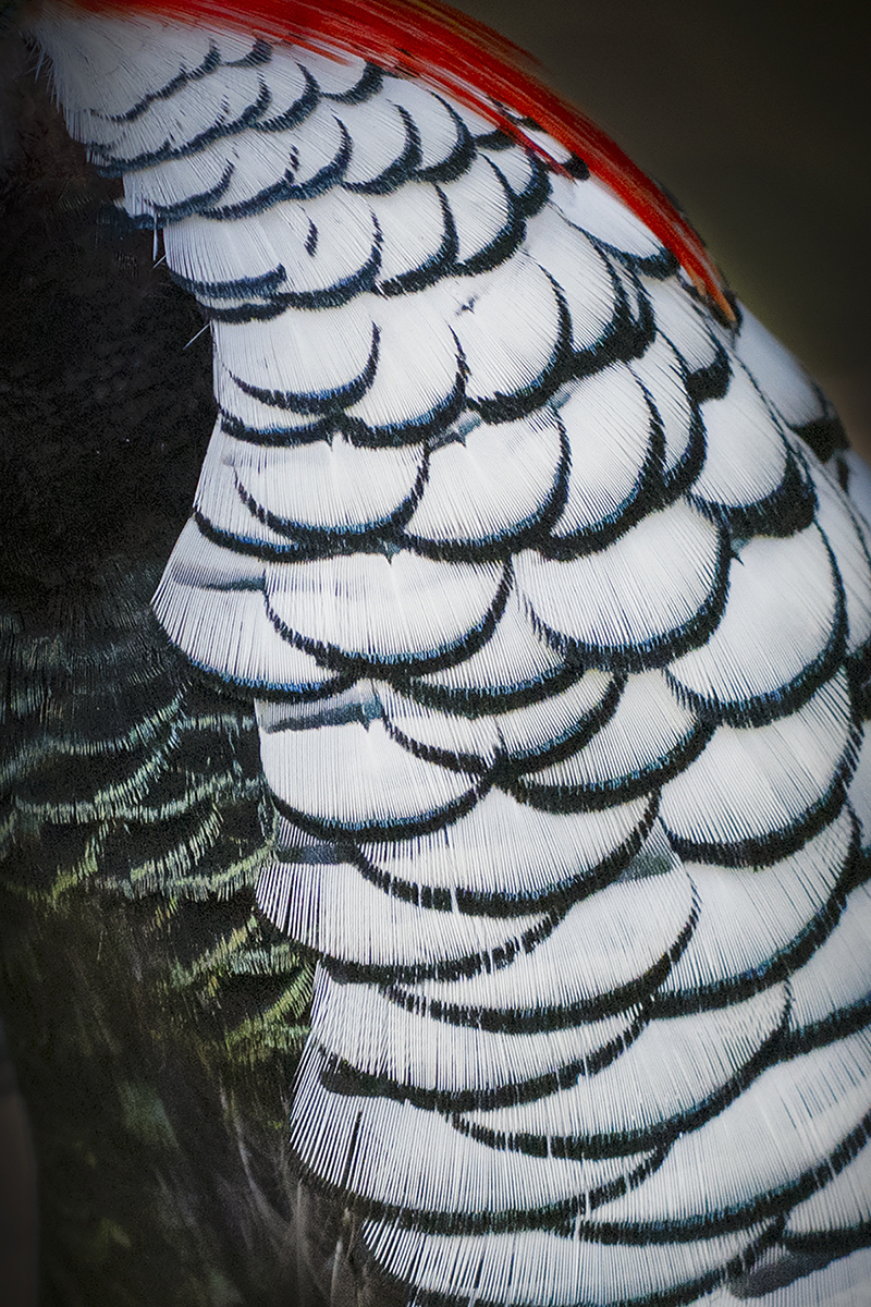 Patterns in the Feathers