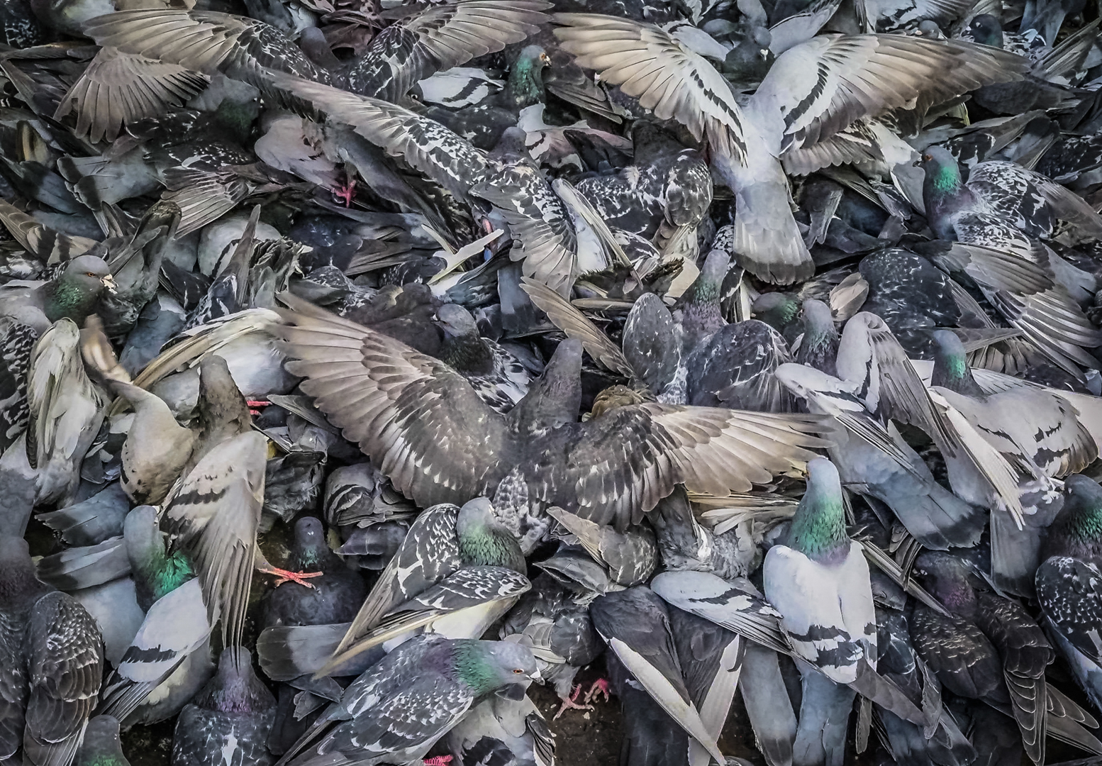 Pigeon Pile-up