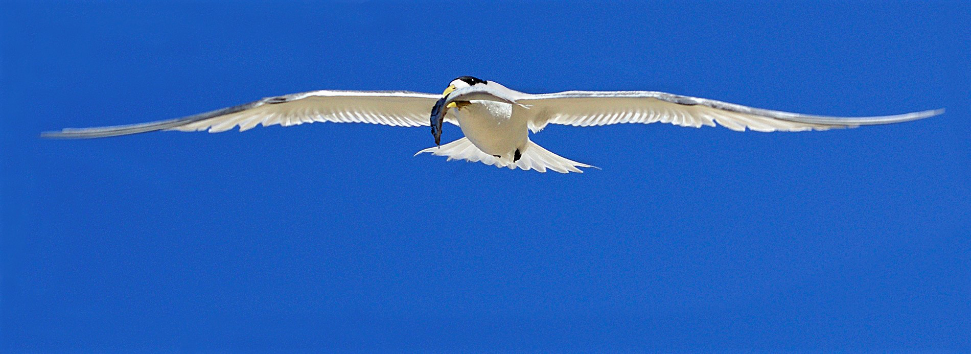 Wingpower