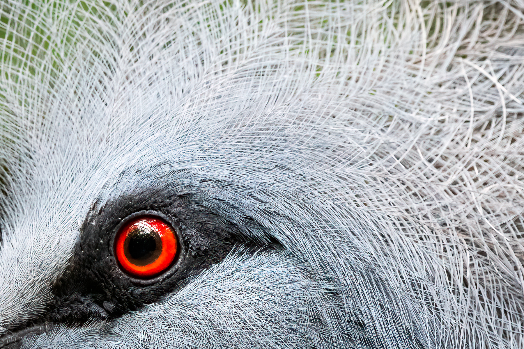 Eye See you
