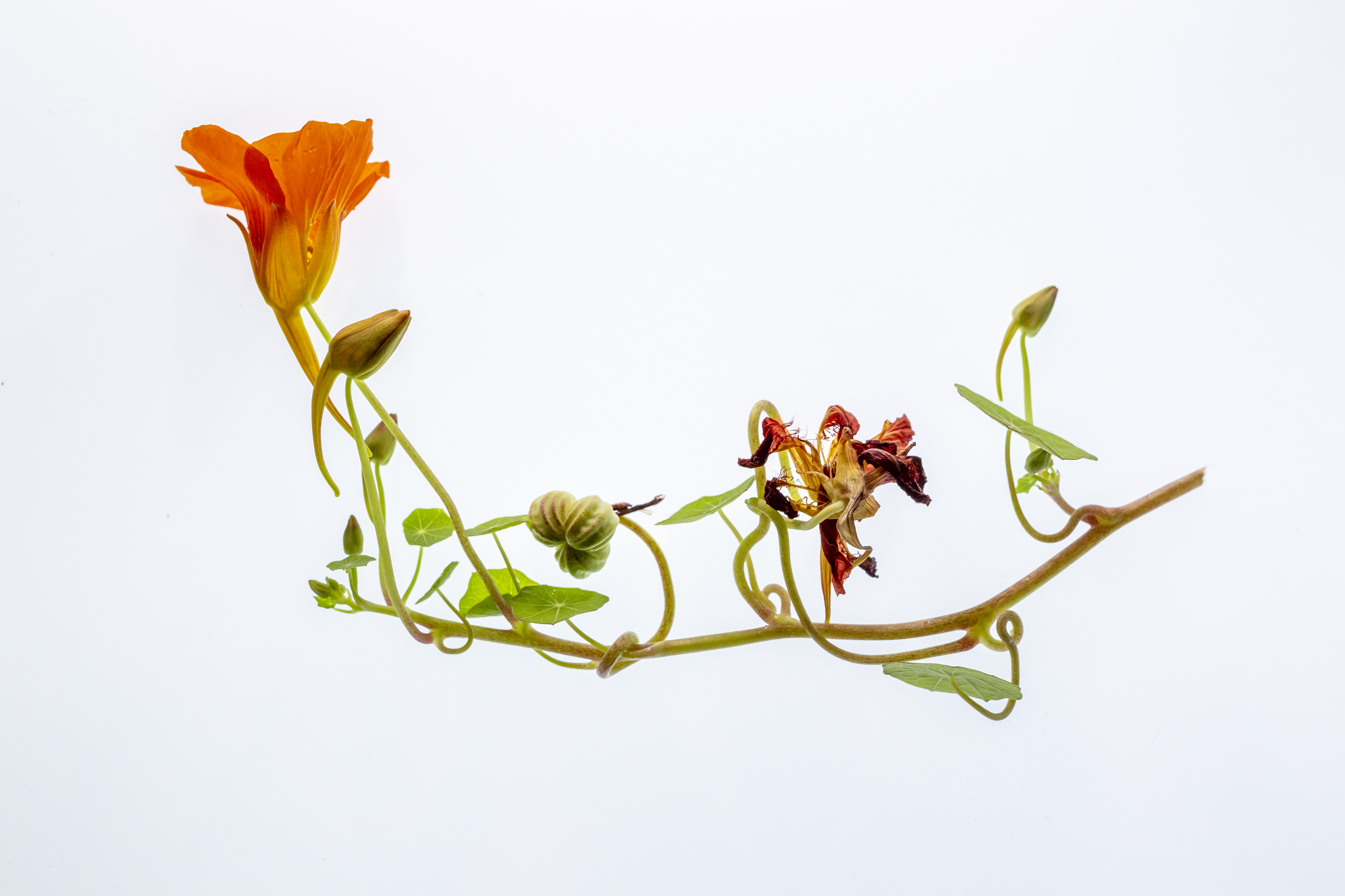 Elements of Spring