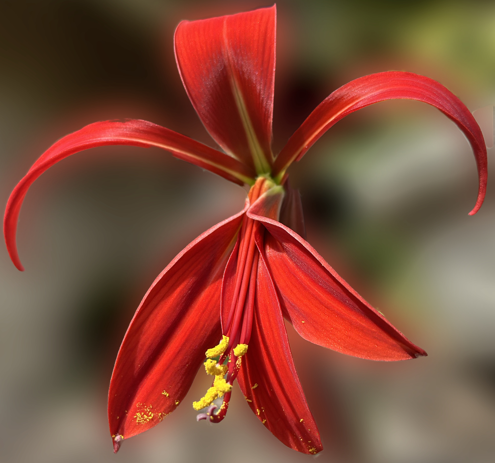 The Pulse of a Flower
