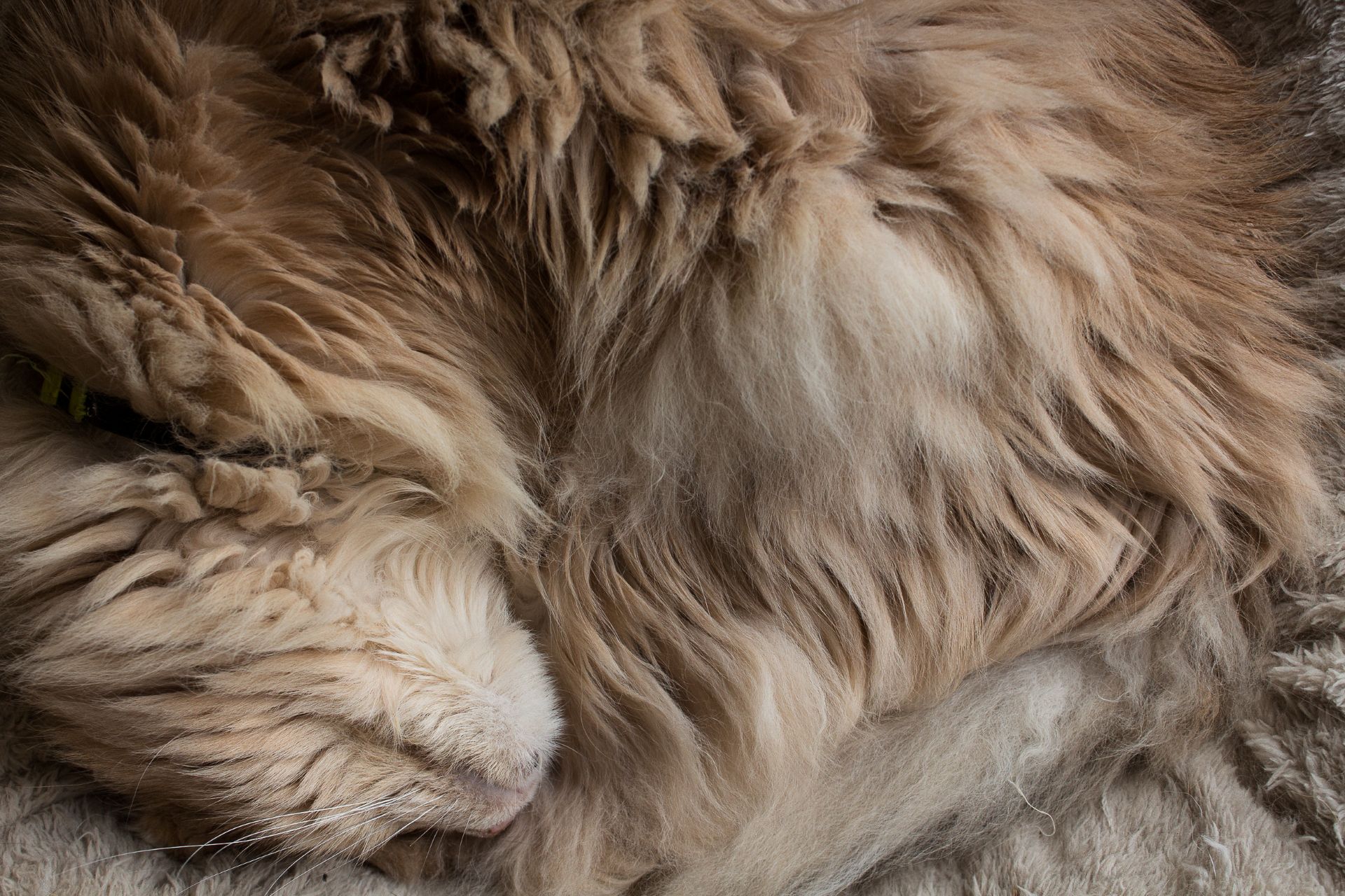 Fudge Fur